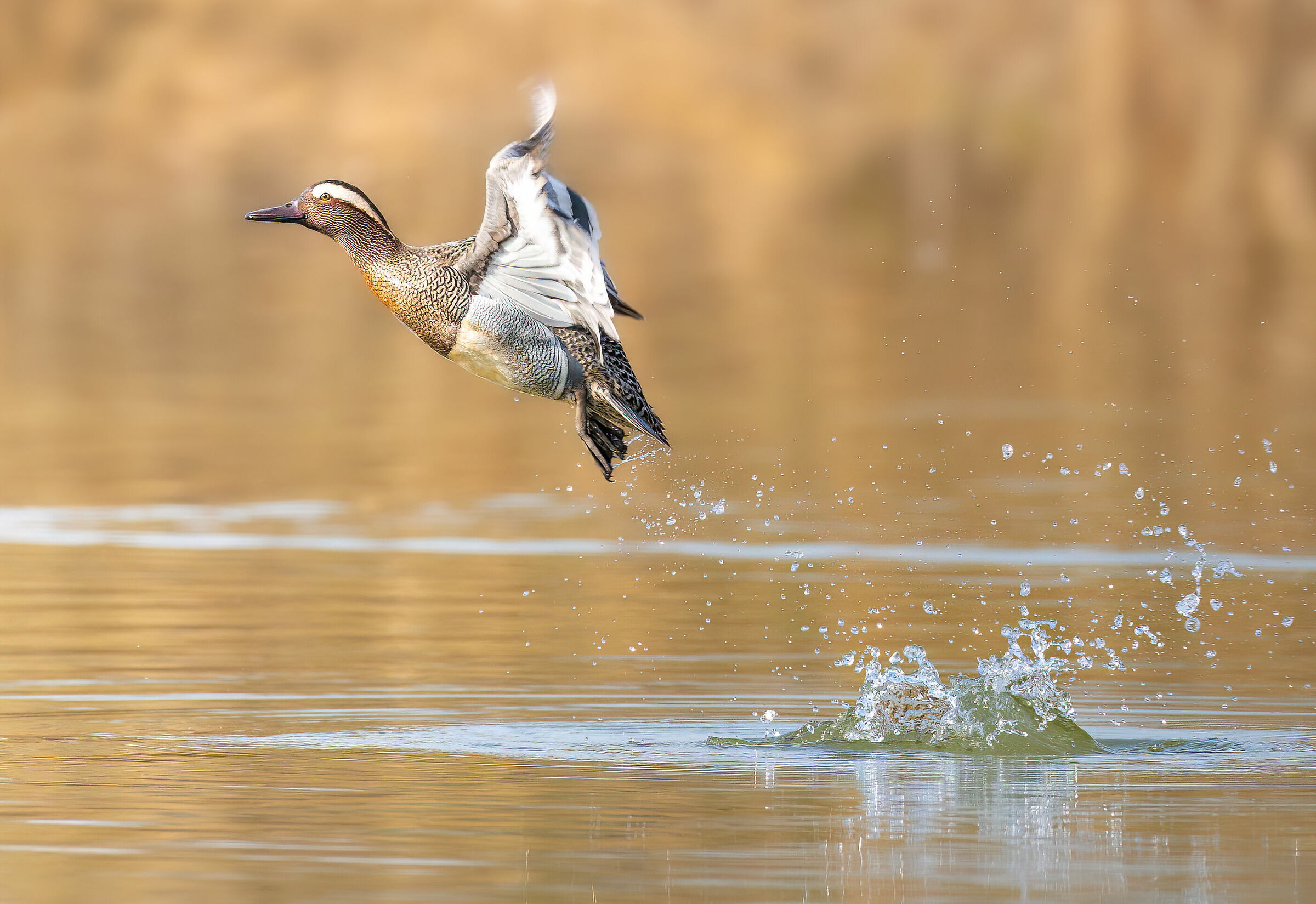 Garganey's flight