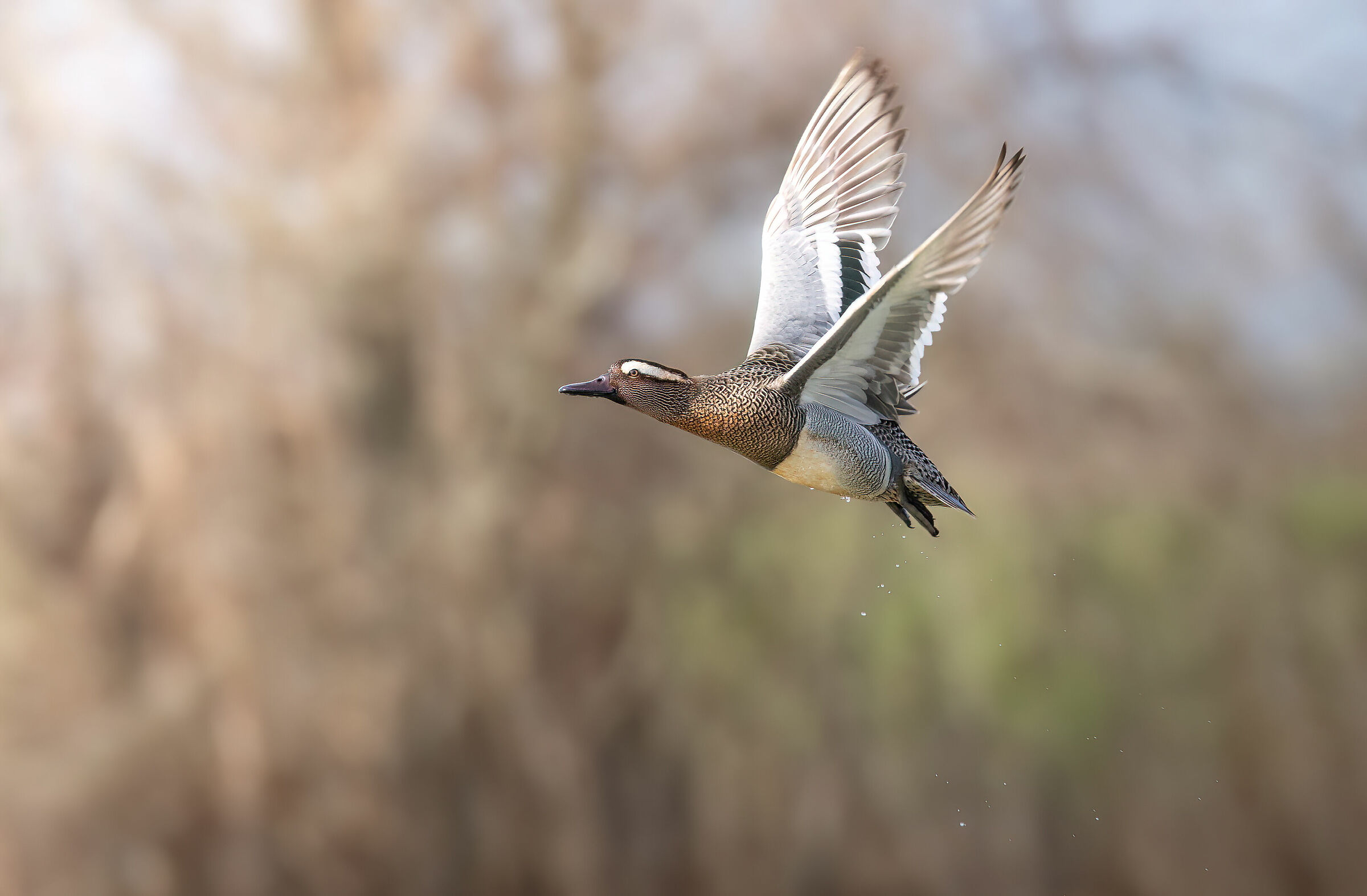 Aerodynamic garganey