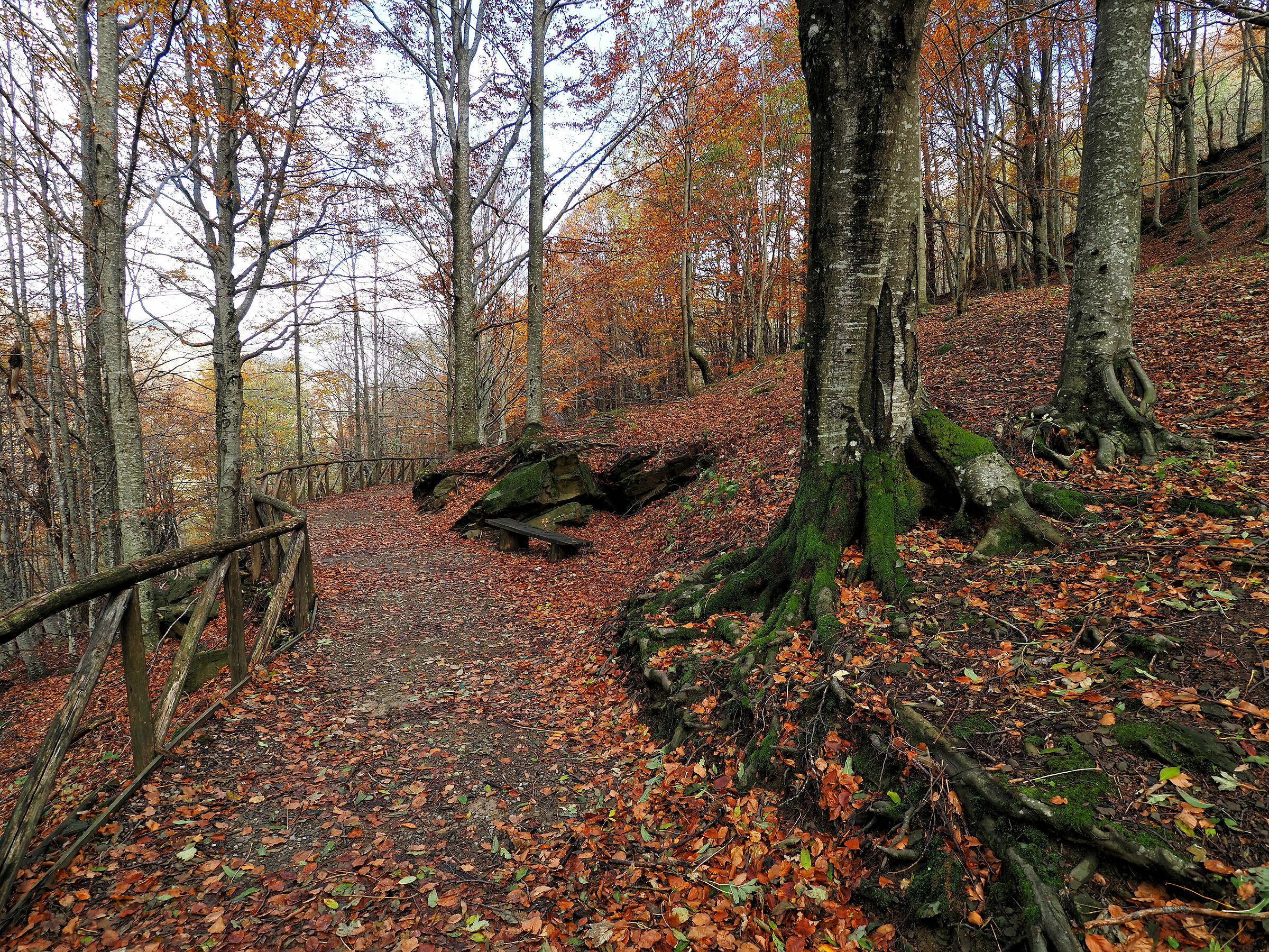 nel bosco