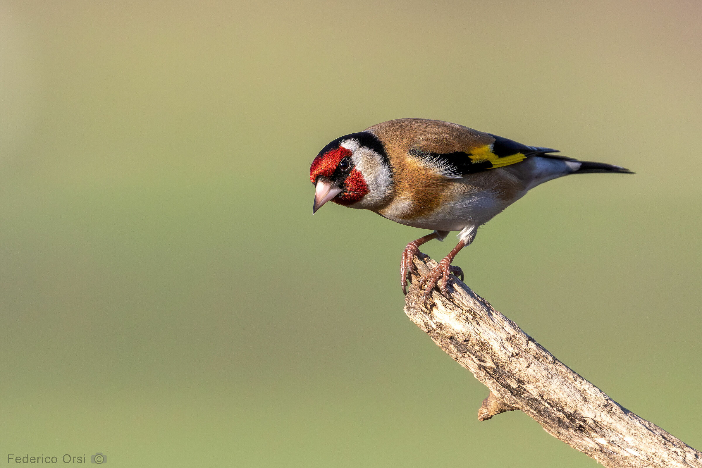 Cardellino sospettoso