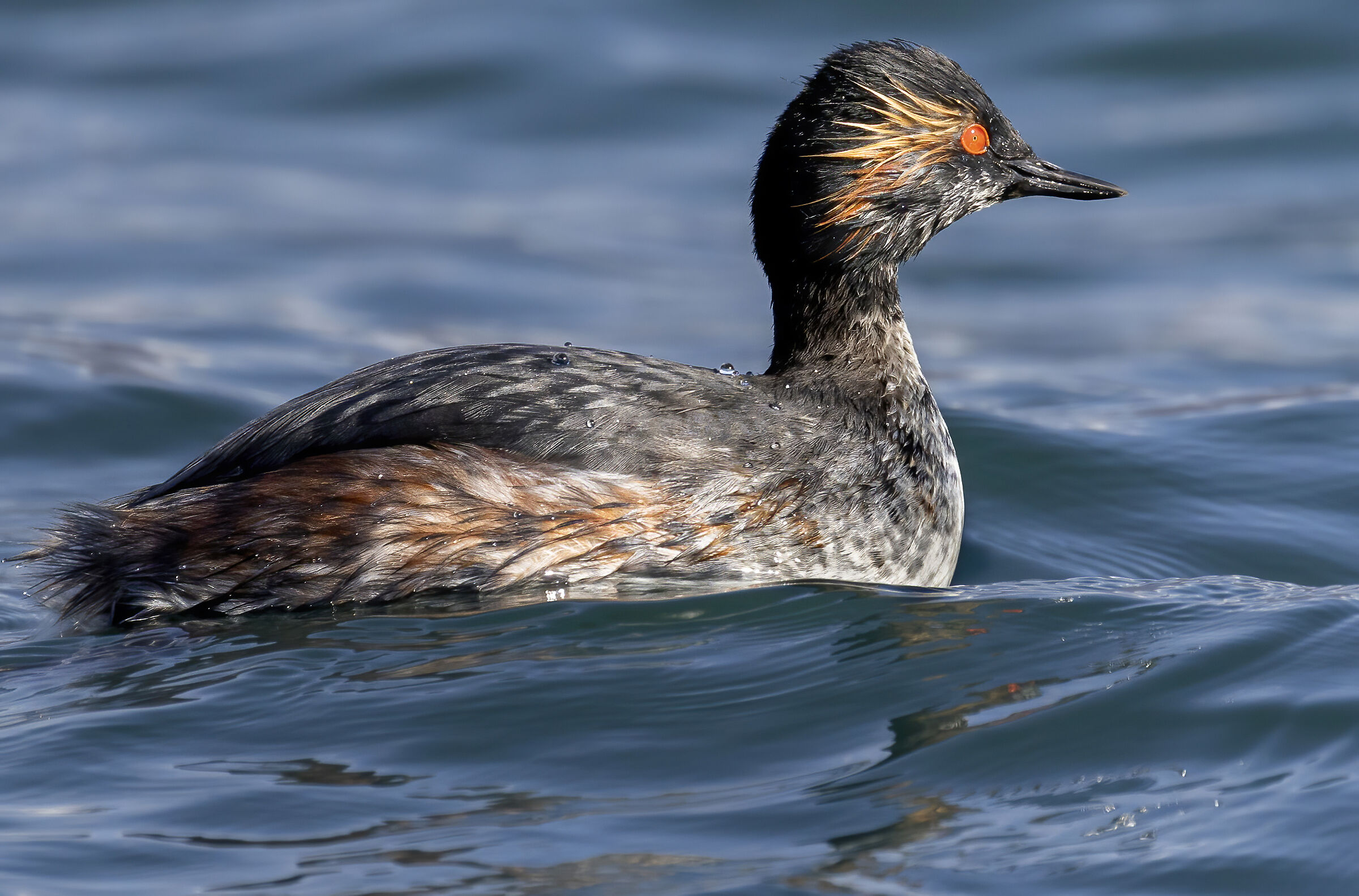 svasso piccolo in eclisse 7-3-24