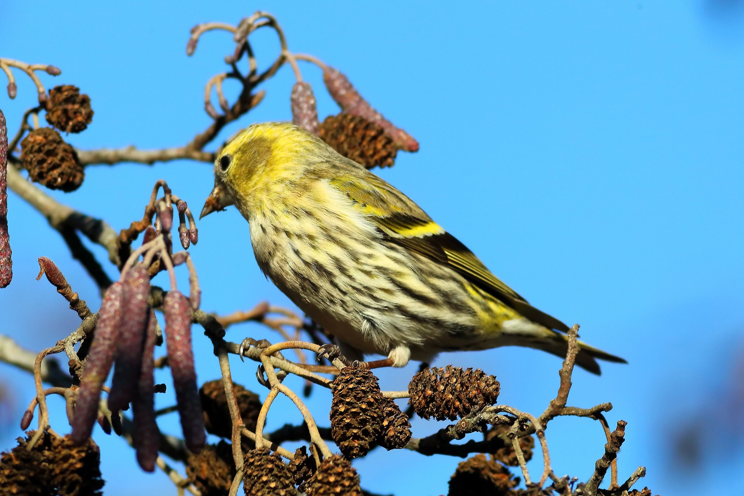 Lucherino 19-12-2023