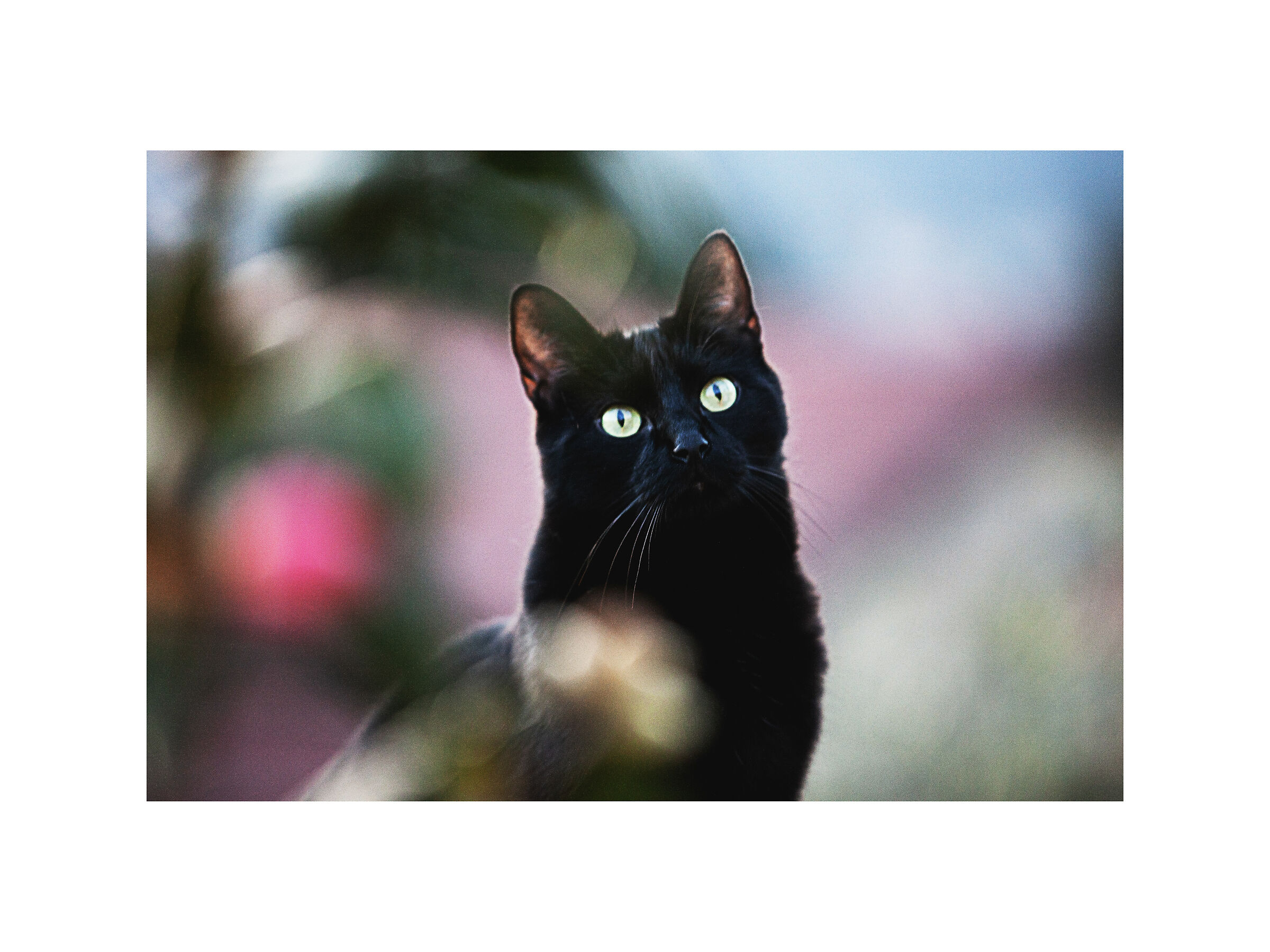 Bagheera