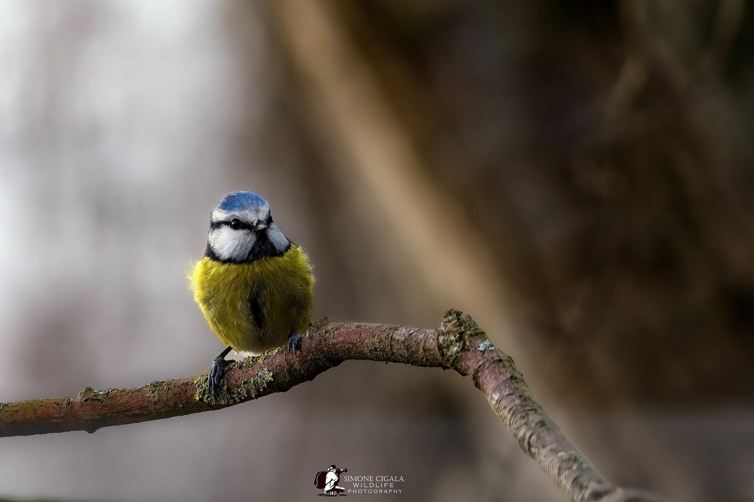 A bit of colour in the woods