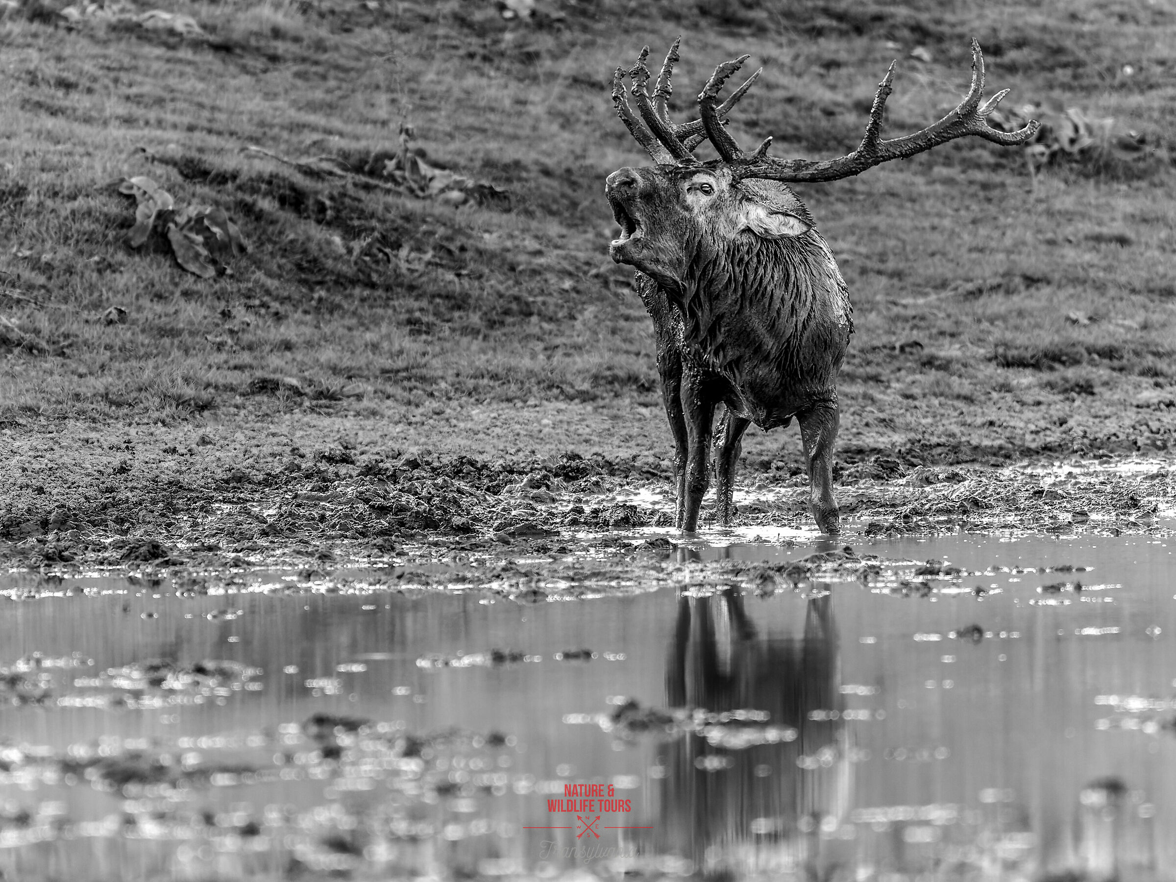 Il richiamo della statua vivente
