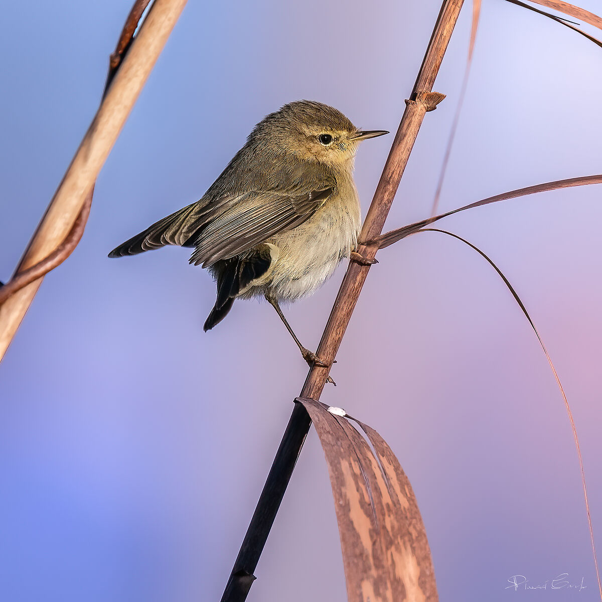 Warbler (Philloscopus collybita)