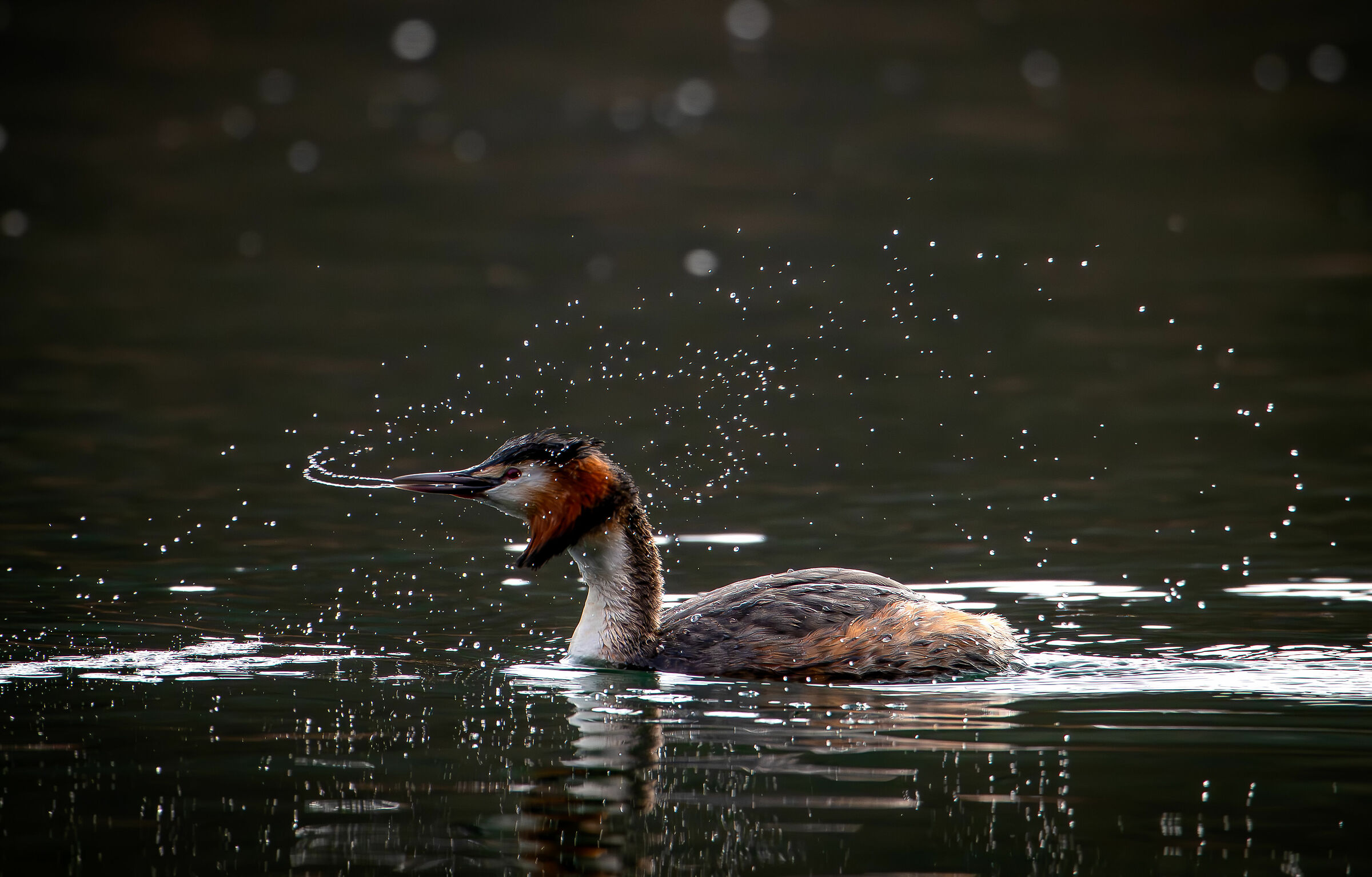 Grebe