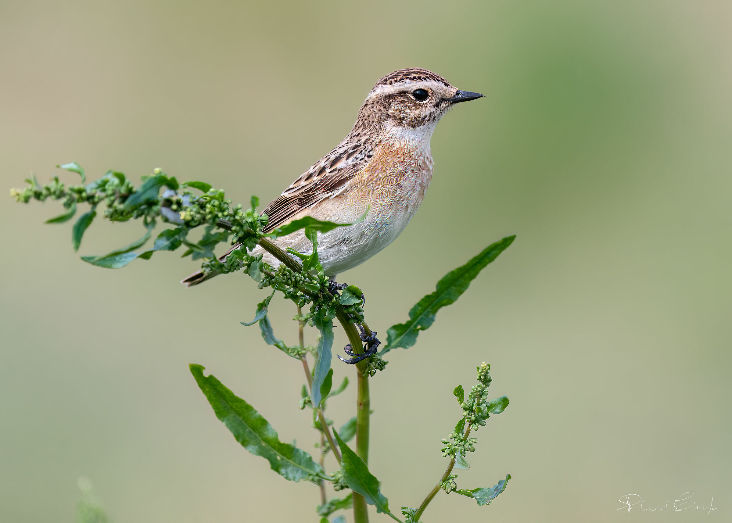 Whinchat