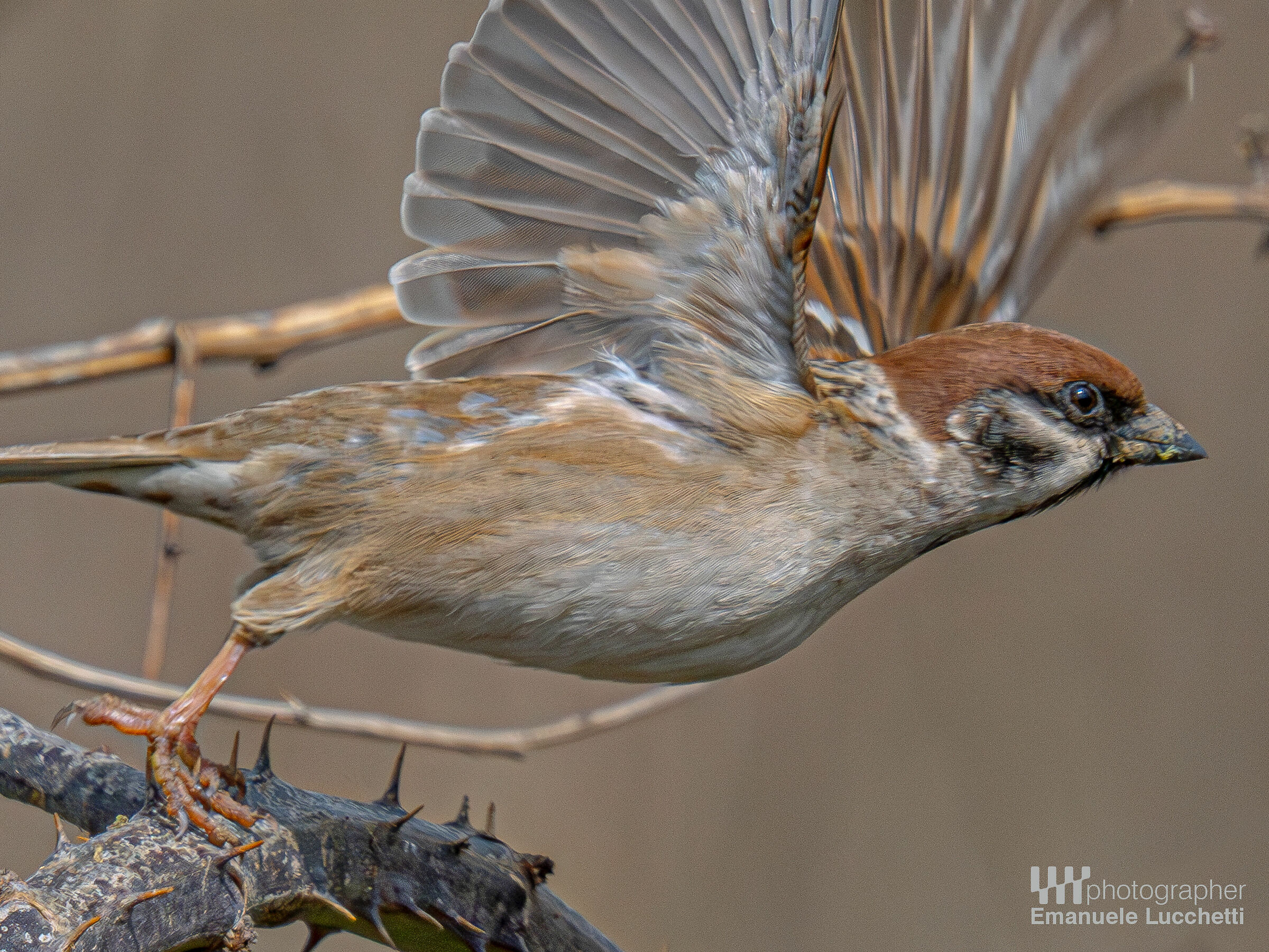 Tree sparrow