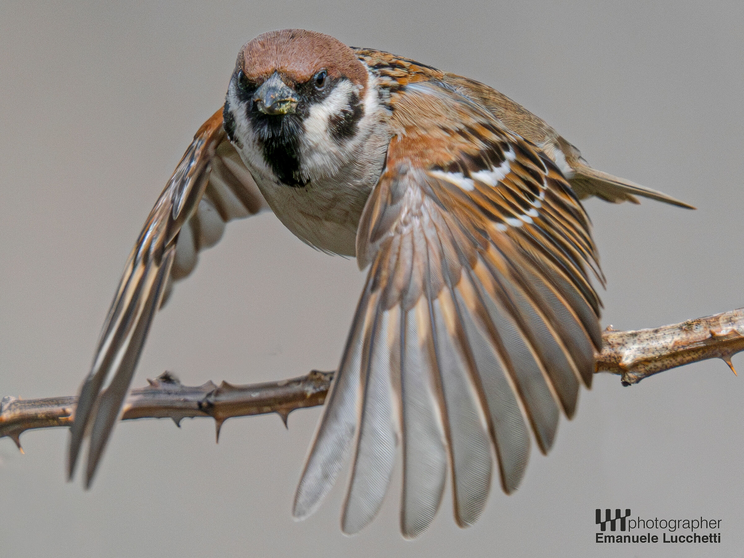 Tree sparrow