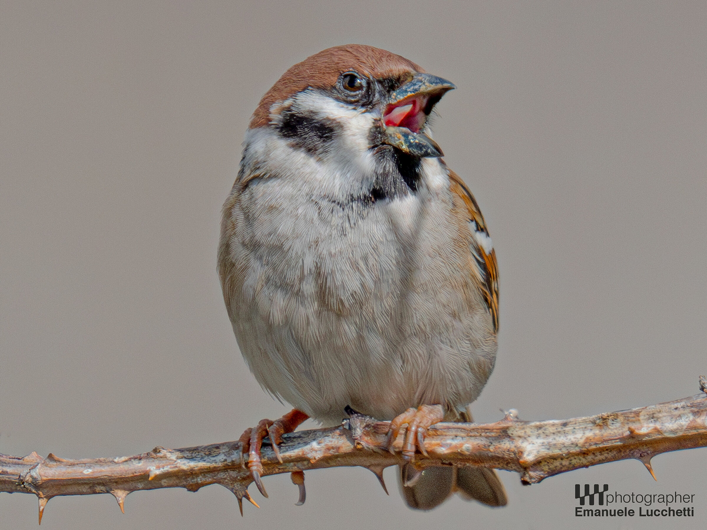 Tree sparrow