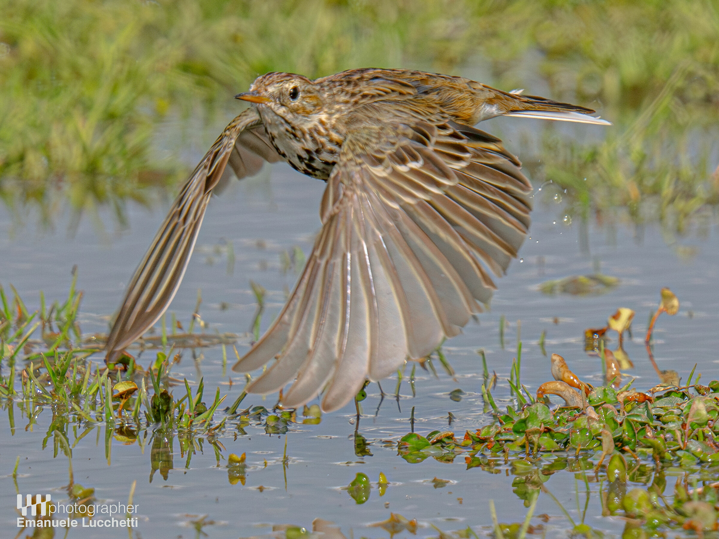 Meadow pipit