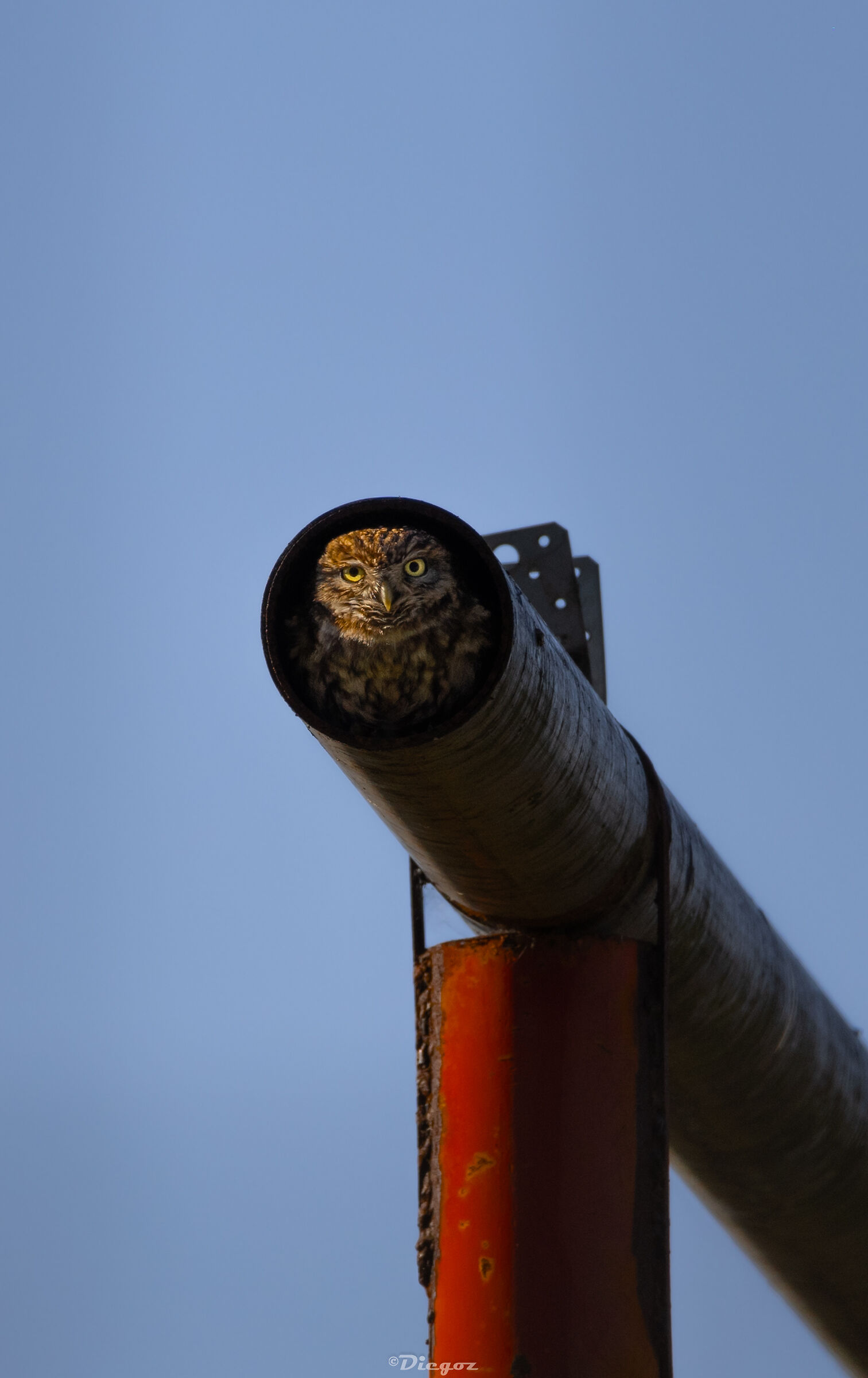 Mettete Civette nei vostri cannoni!