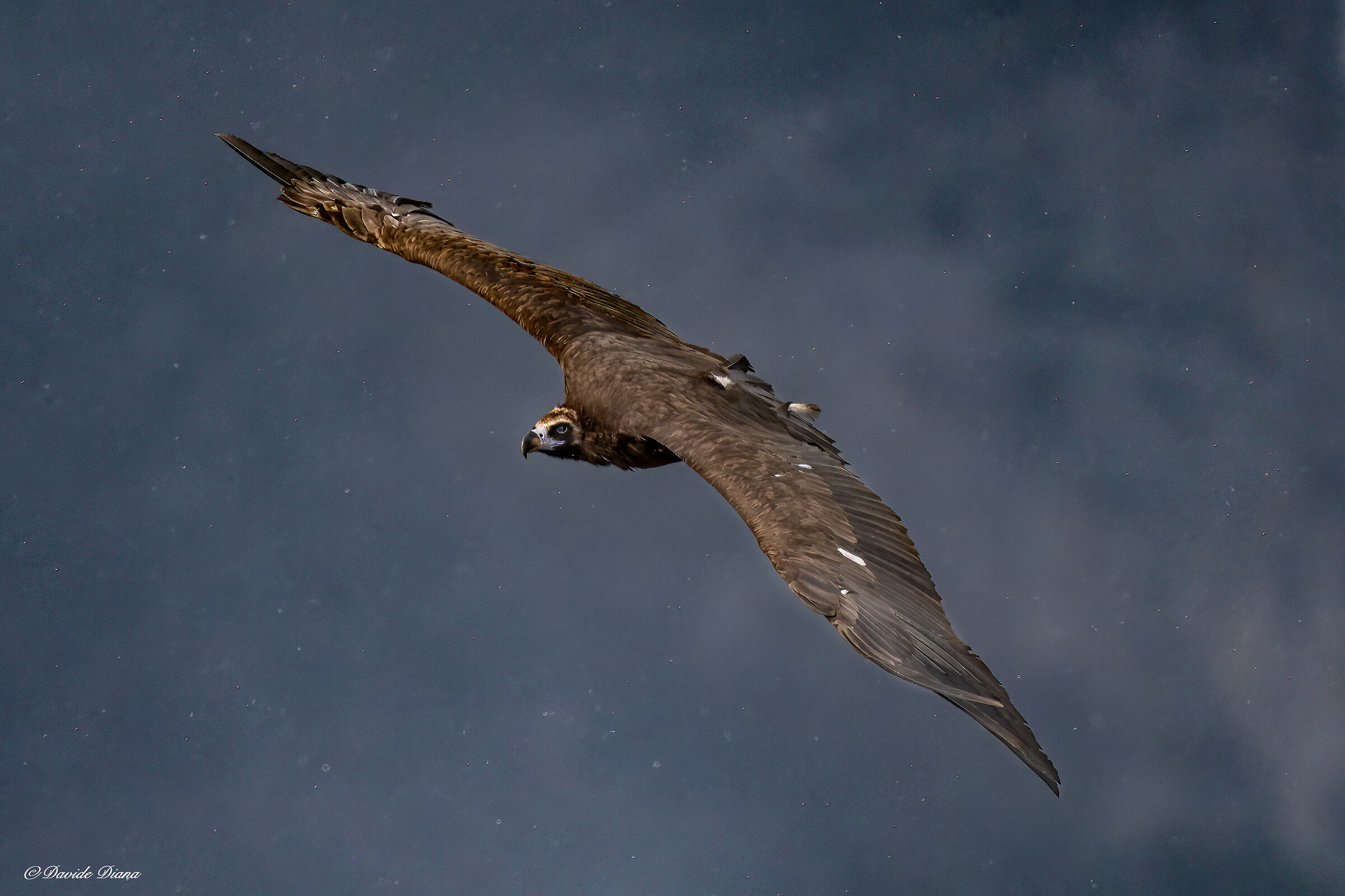 Monk Vulture - Gorges du Verdon