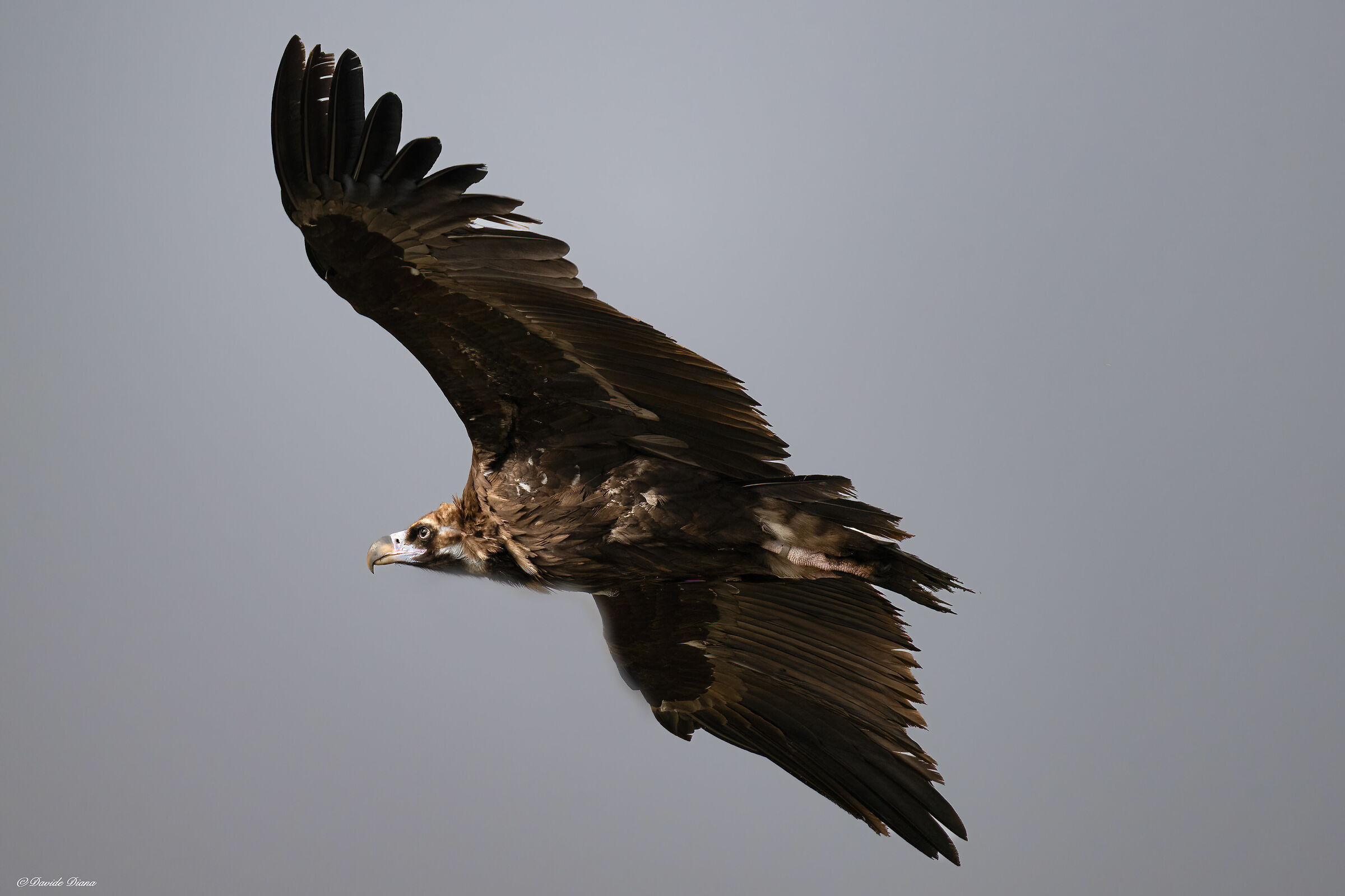 Monk Vulture - Gorges du Verdon