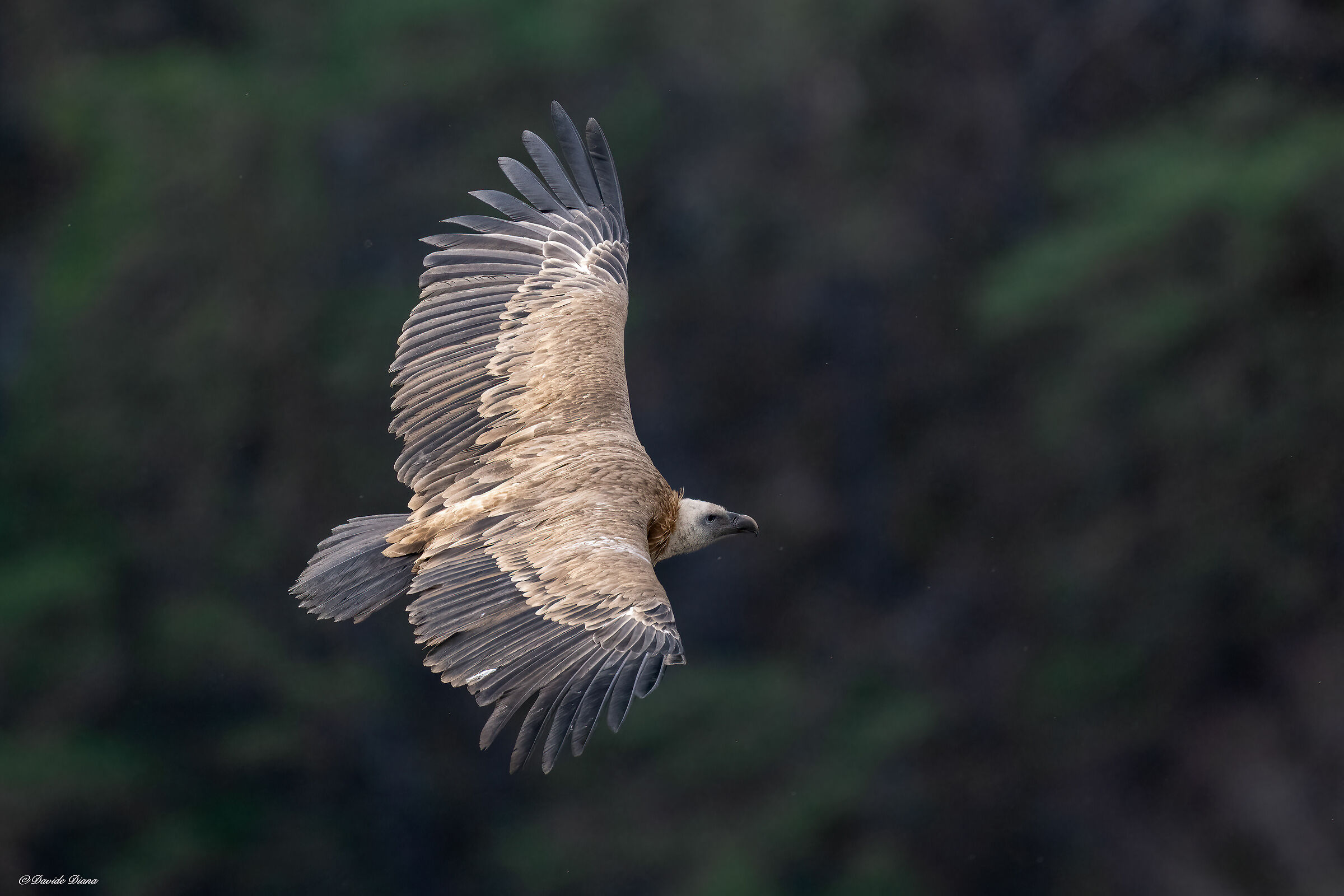 Griffon vulture - Gorges du Verdon