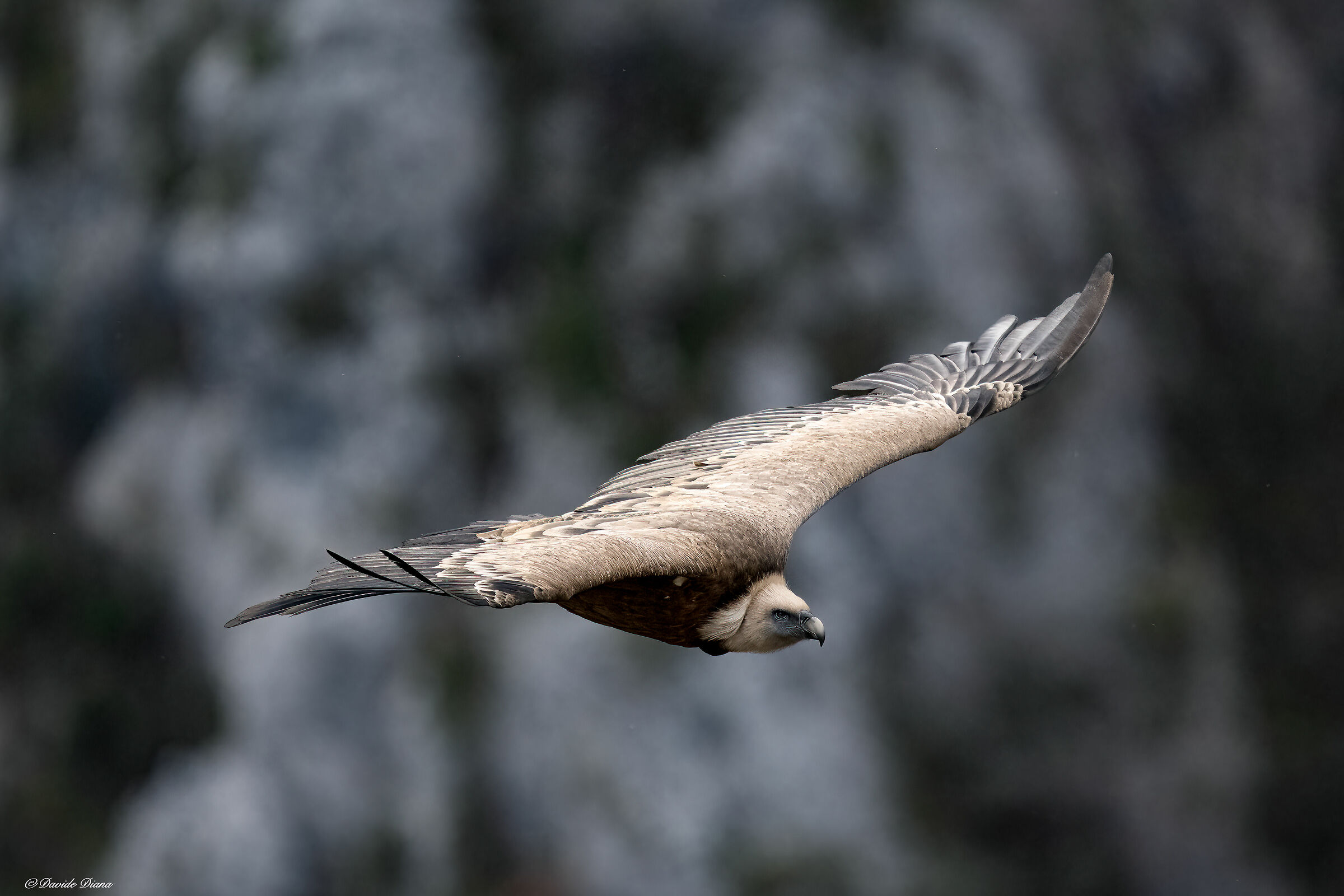 Griffon vulture - Gorges du Verdon