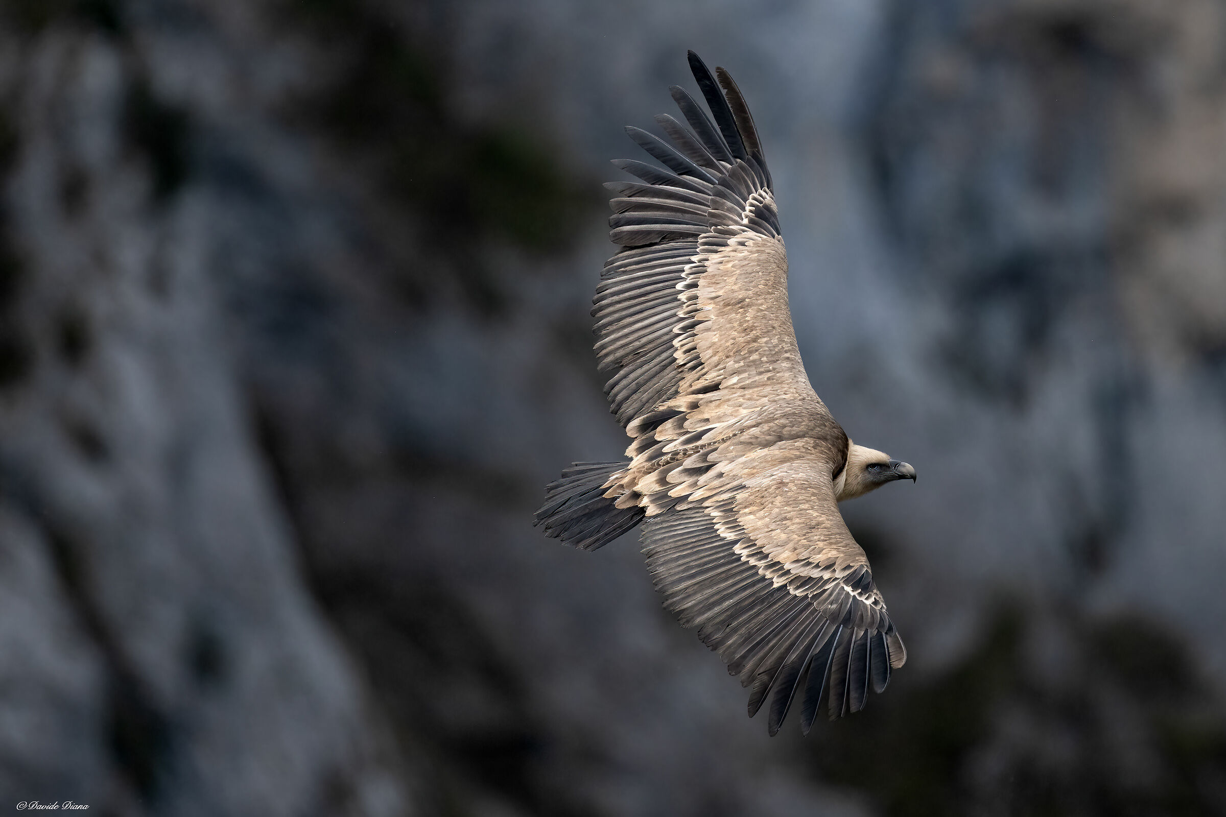 Griffon vulture - Gorges du Verdon