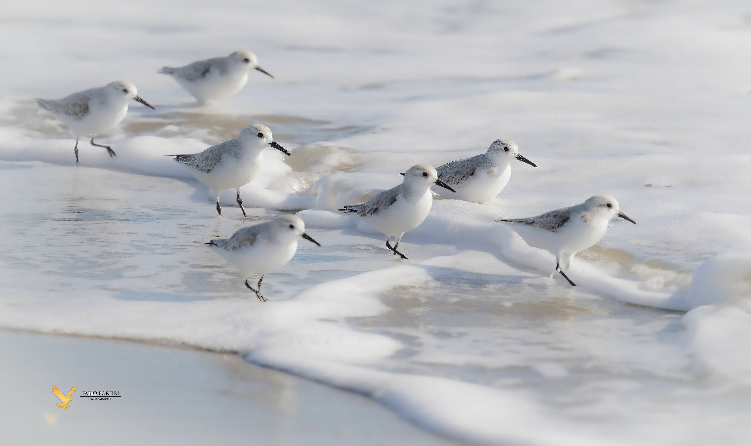 piovanelli montanari