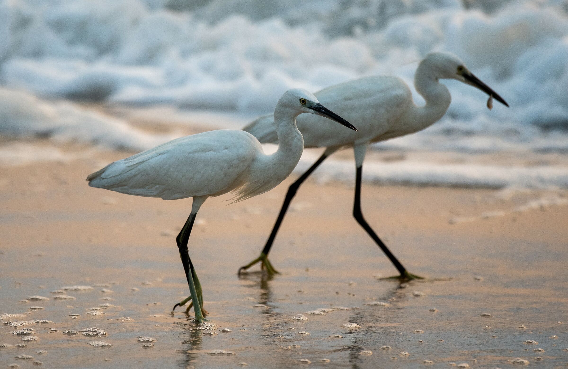 Egrets