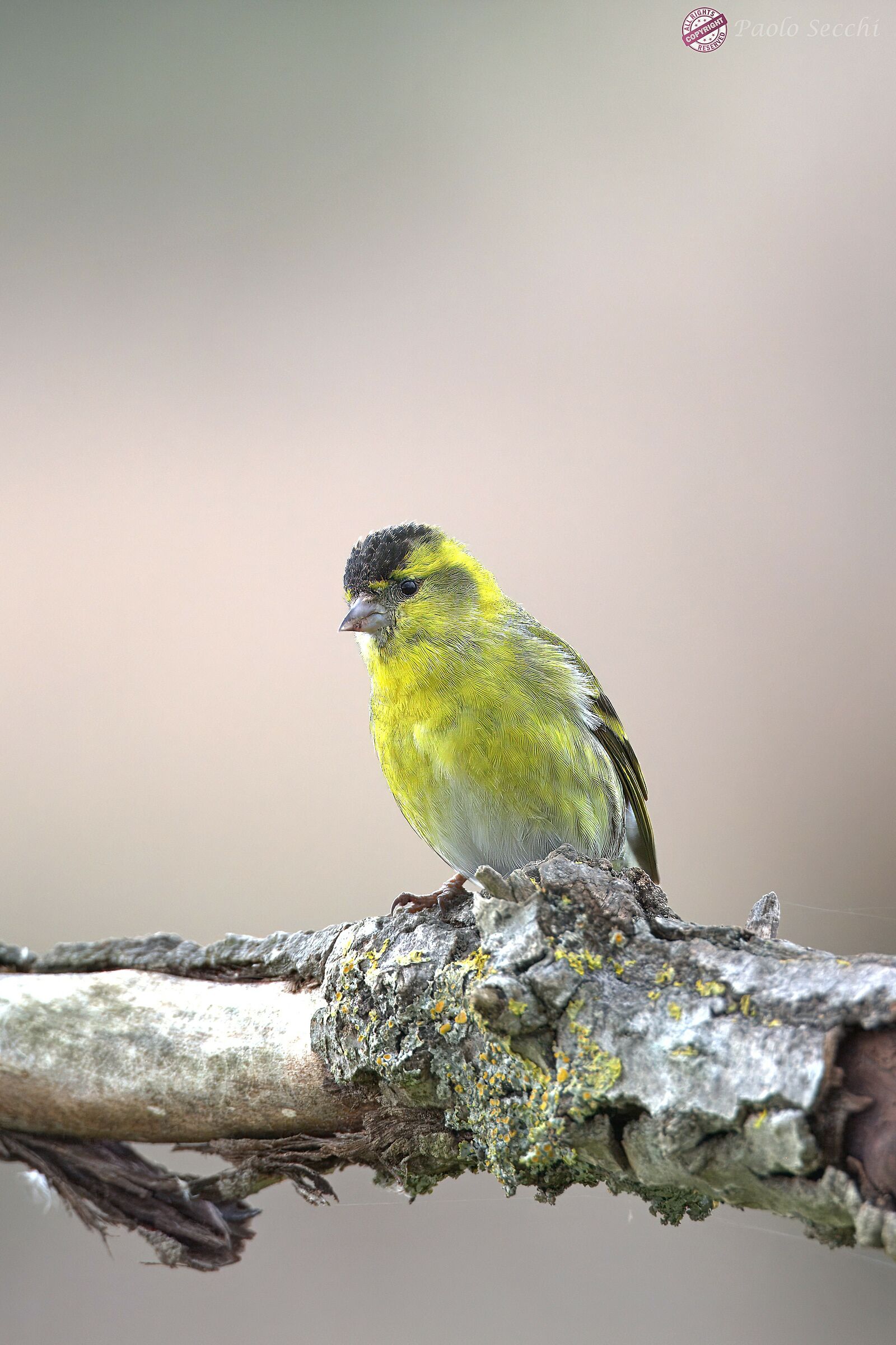 Siskin