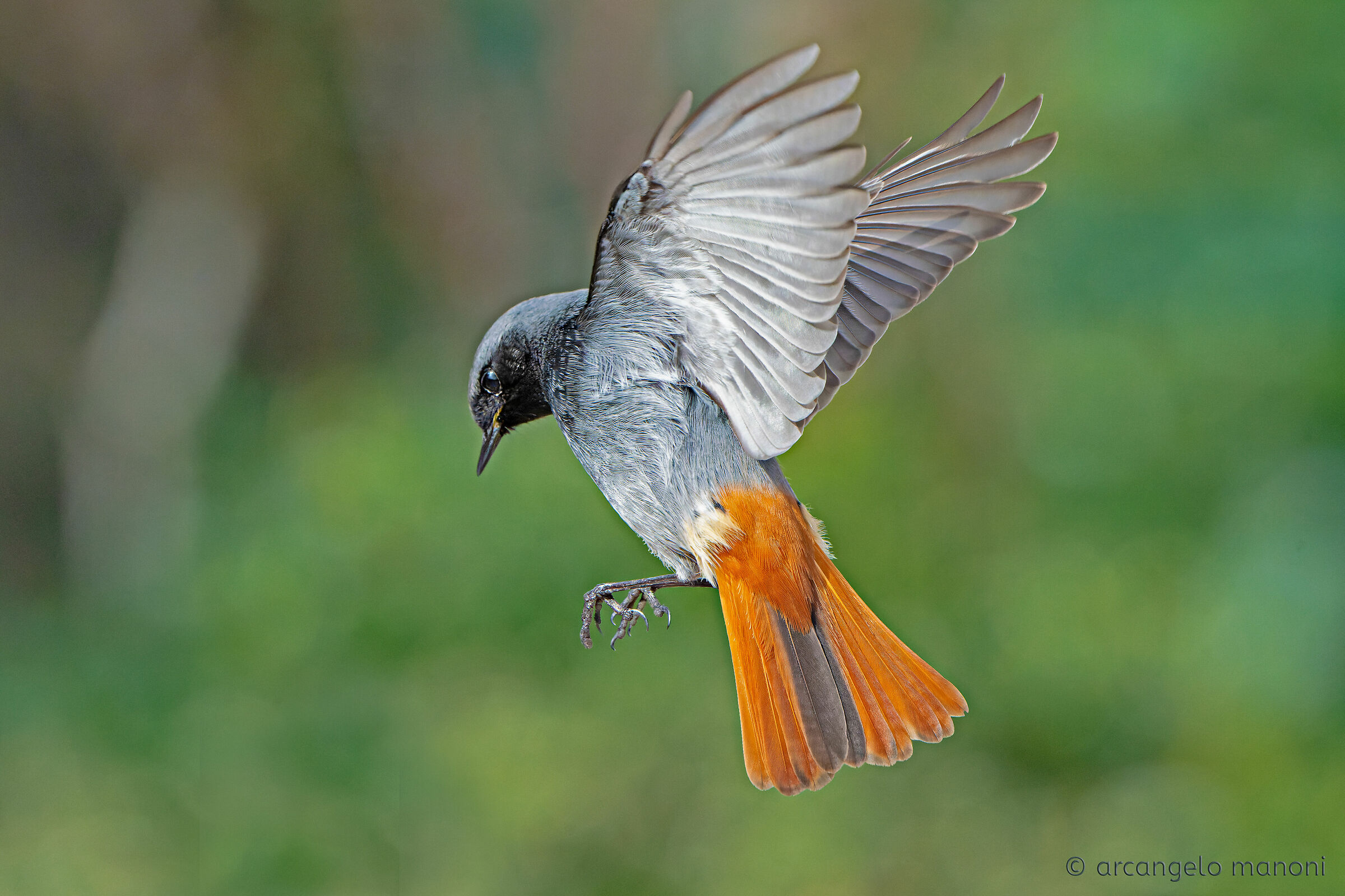 Alla ricerca del cibo