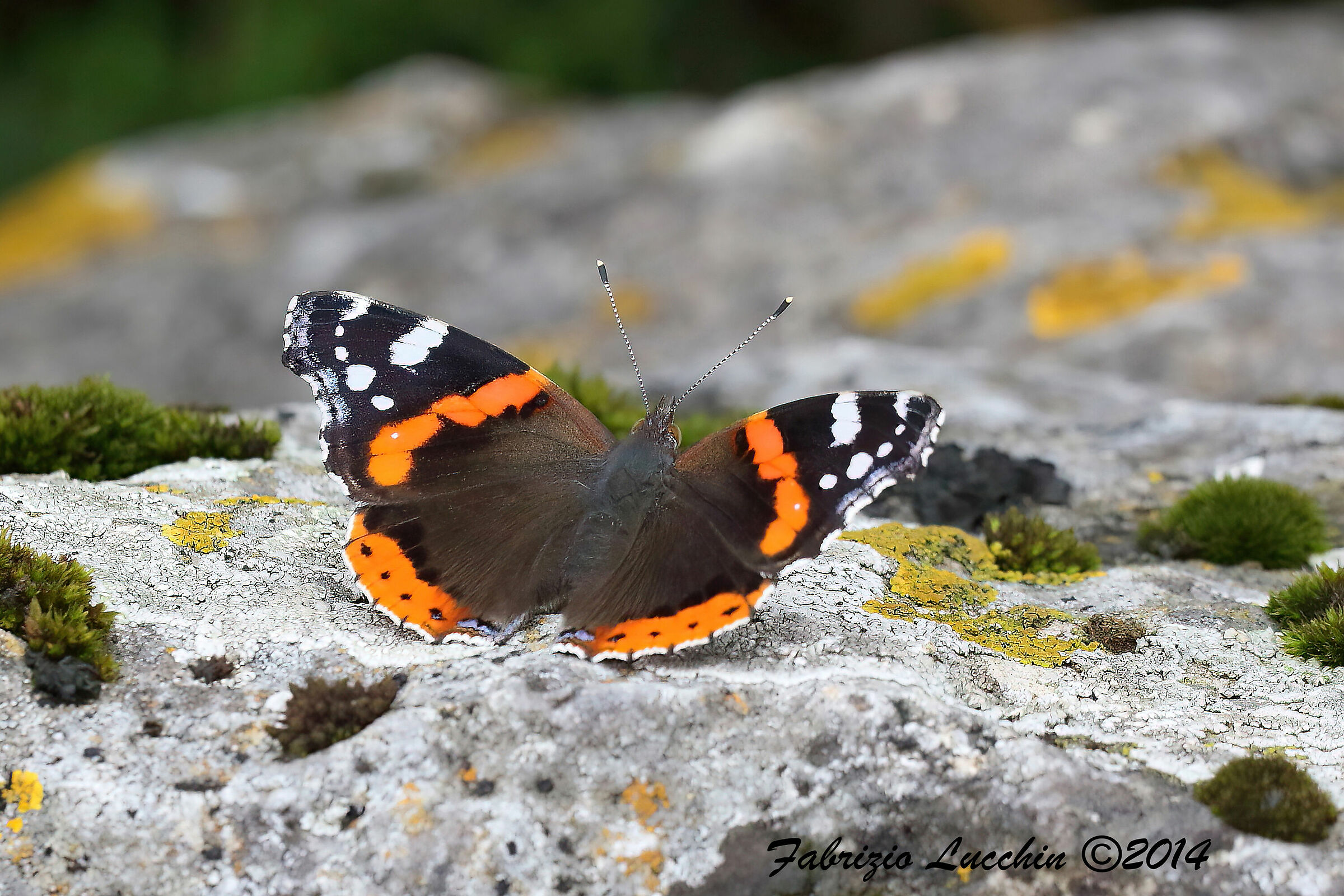 Vanessa atalanta (esemplare femmina)