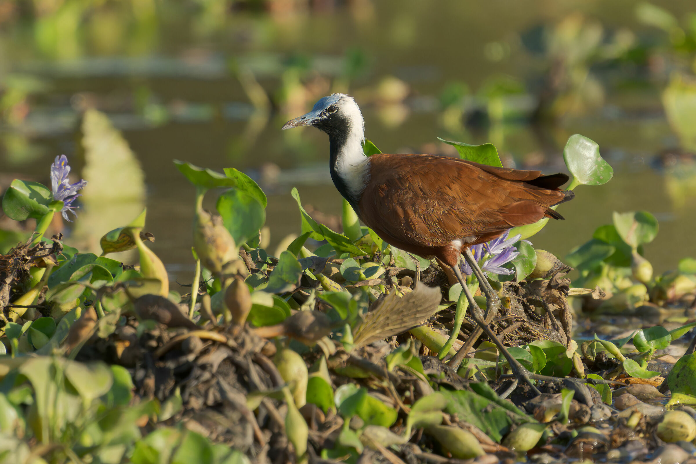 Jacana del Madagascar
