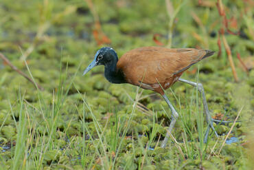 Actophilornis albinucha