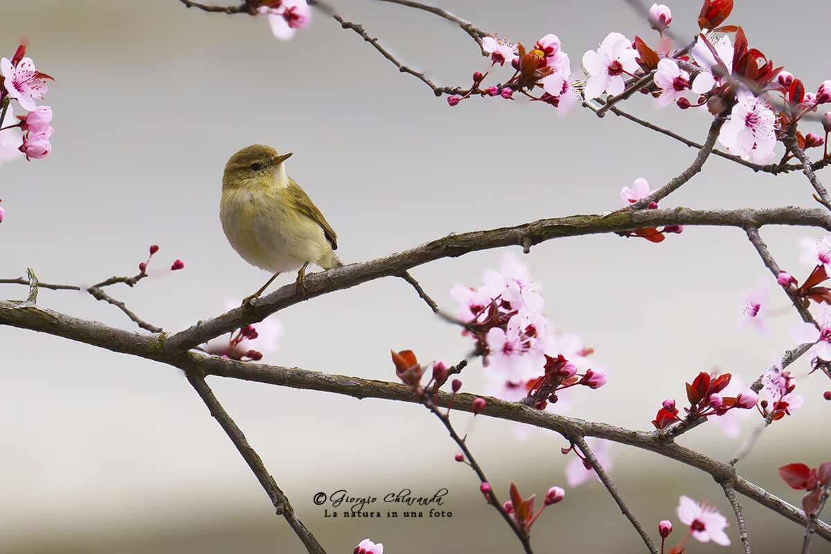 Warbler (Phylloscopus collybita)