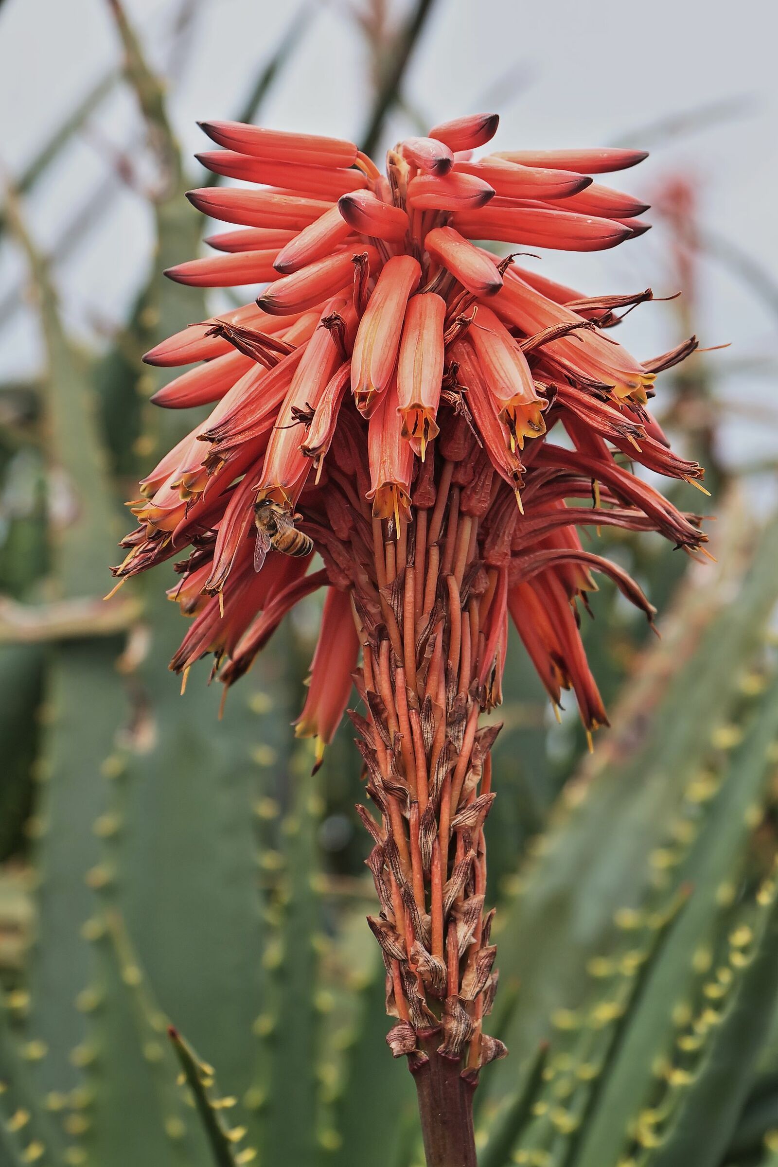 Aloe Arbosescens flower visited by bee