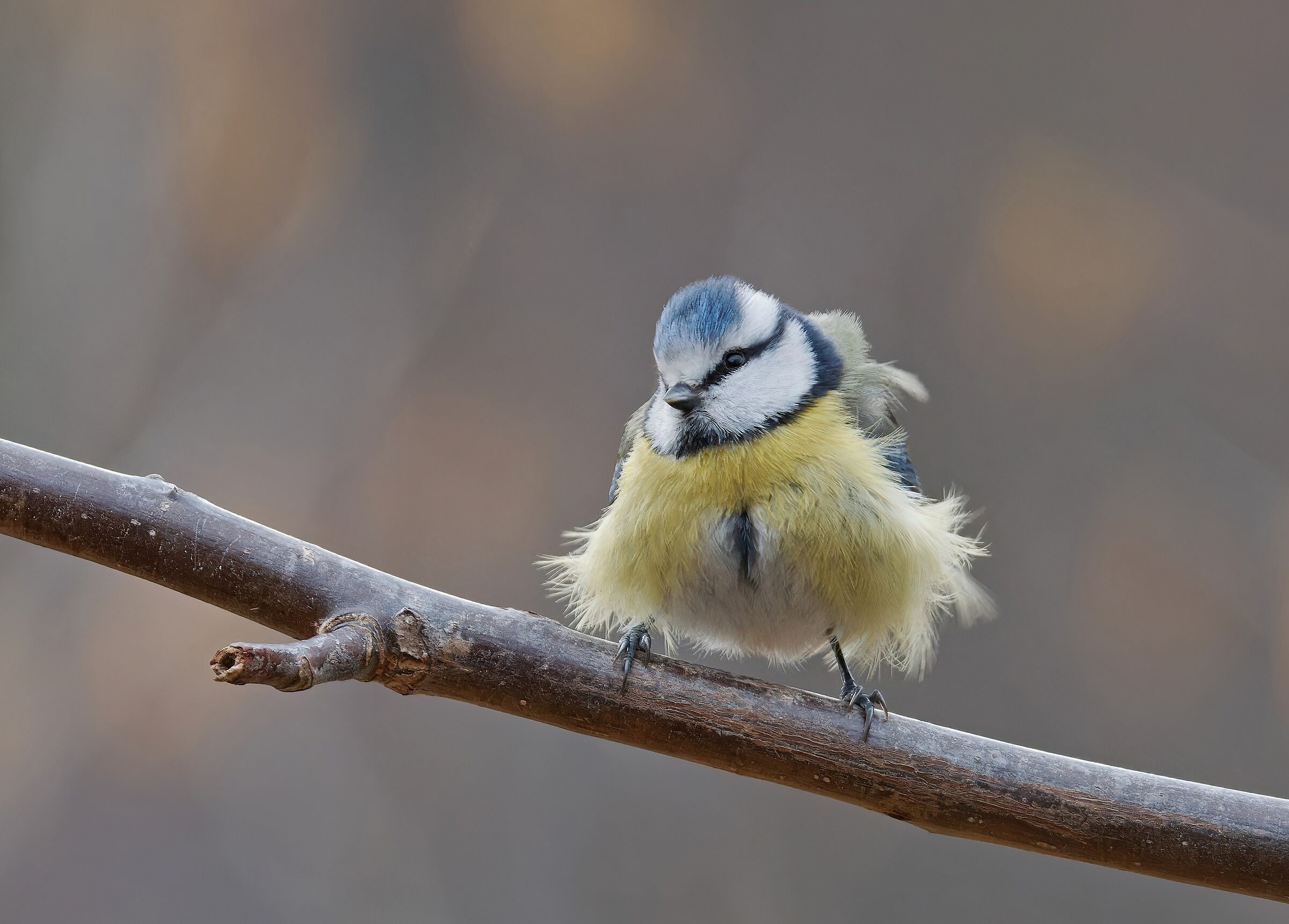 Scompigliata dal vento