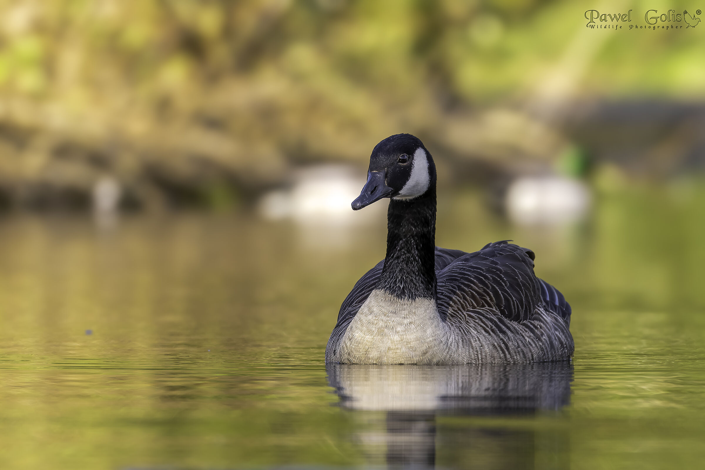 Oca canadese (Branta canadensis)