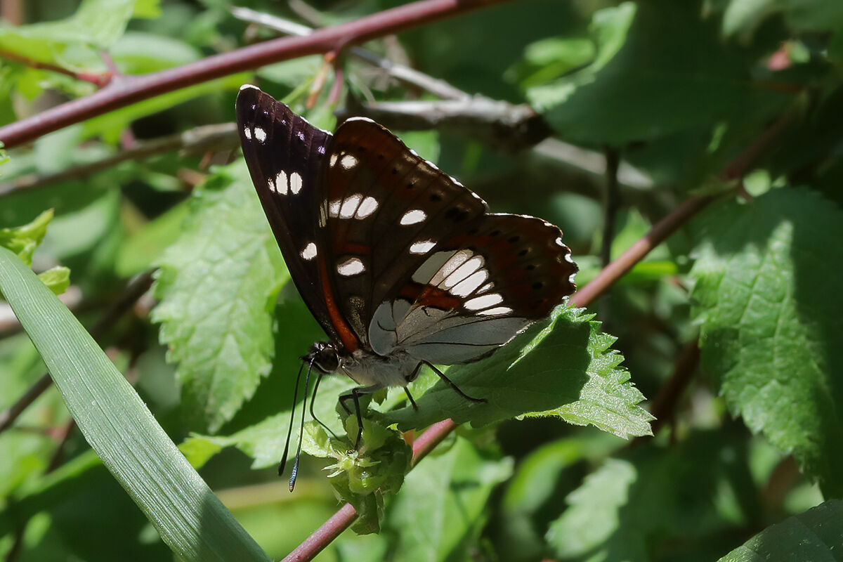 Limenitis reducta