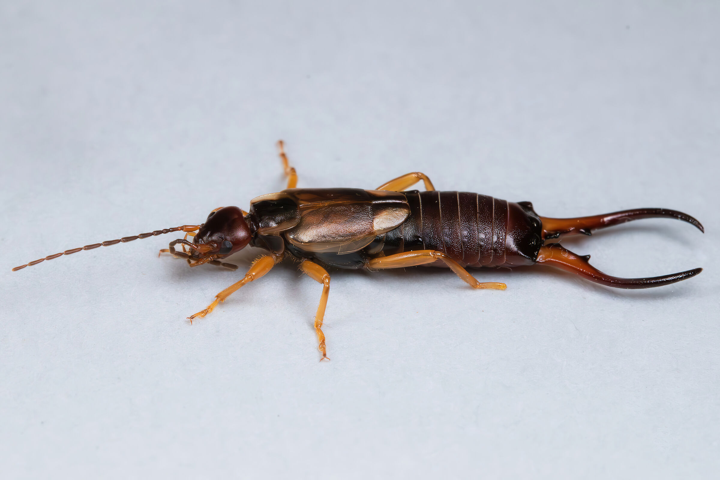 Auriculary forficula