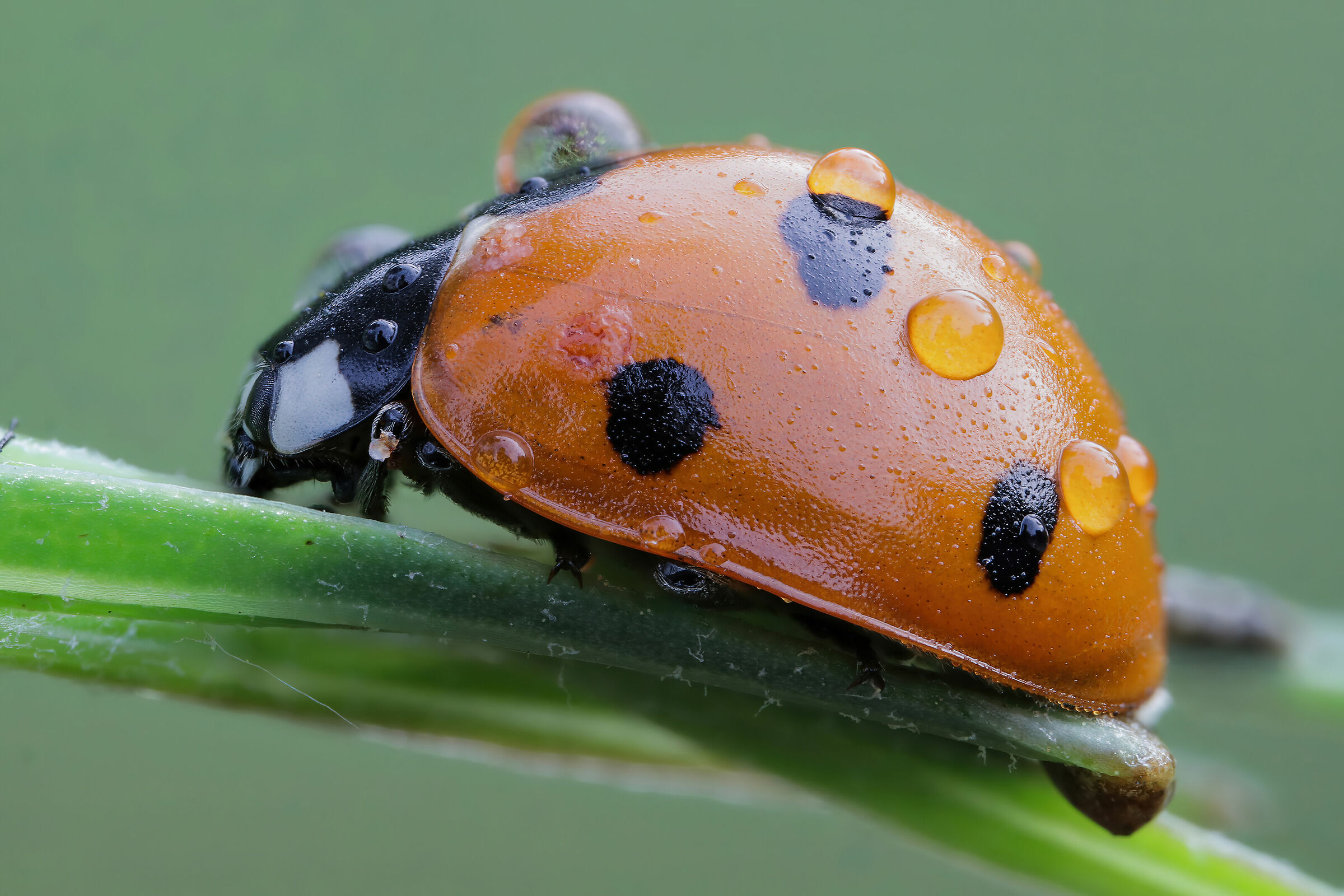 Ladybug septempunctata