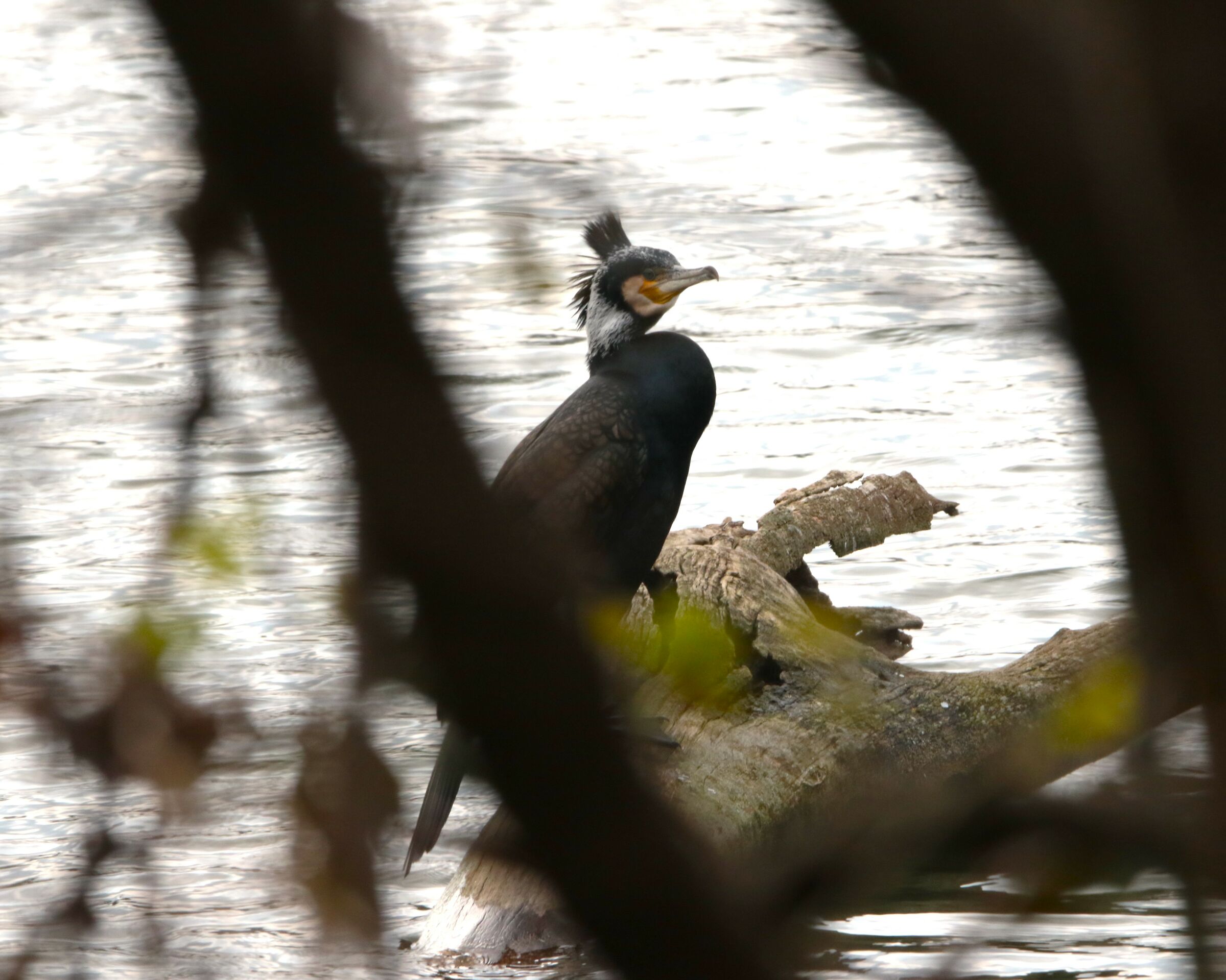 the last of the Mohicans