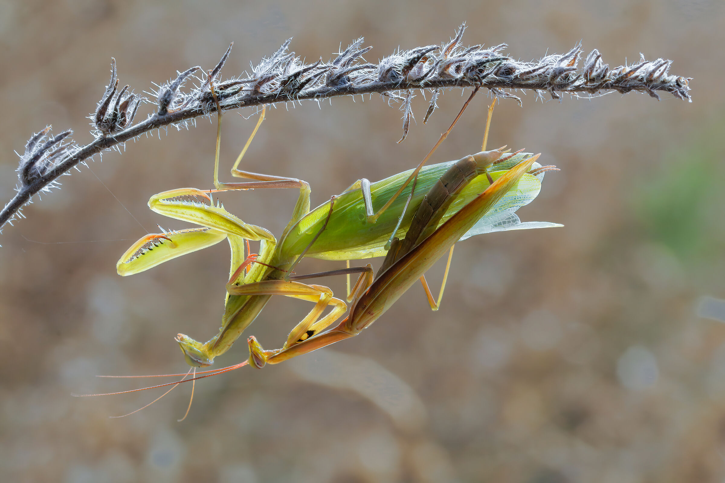 Pair of mantises in the sun