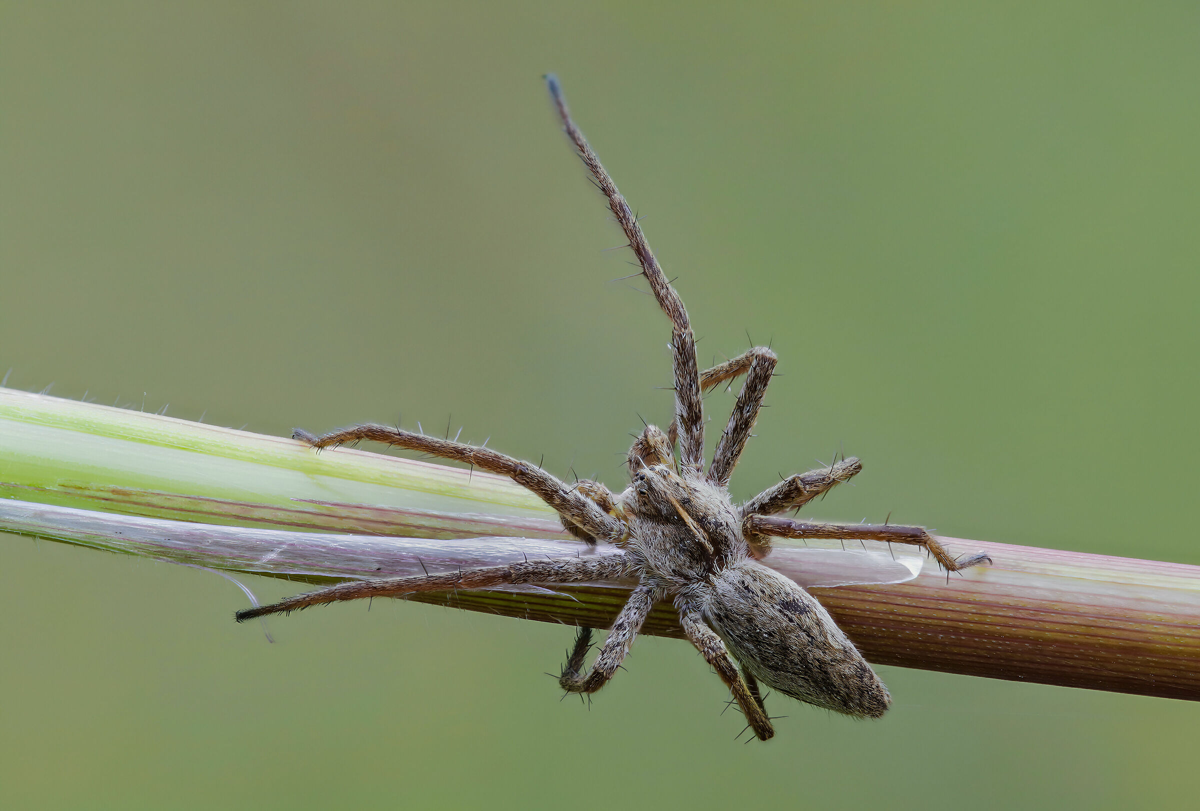 Oh-issa! A little help?