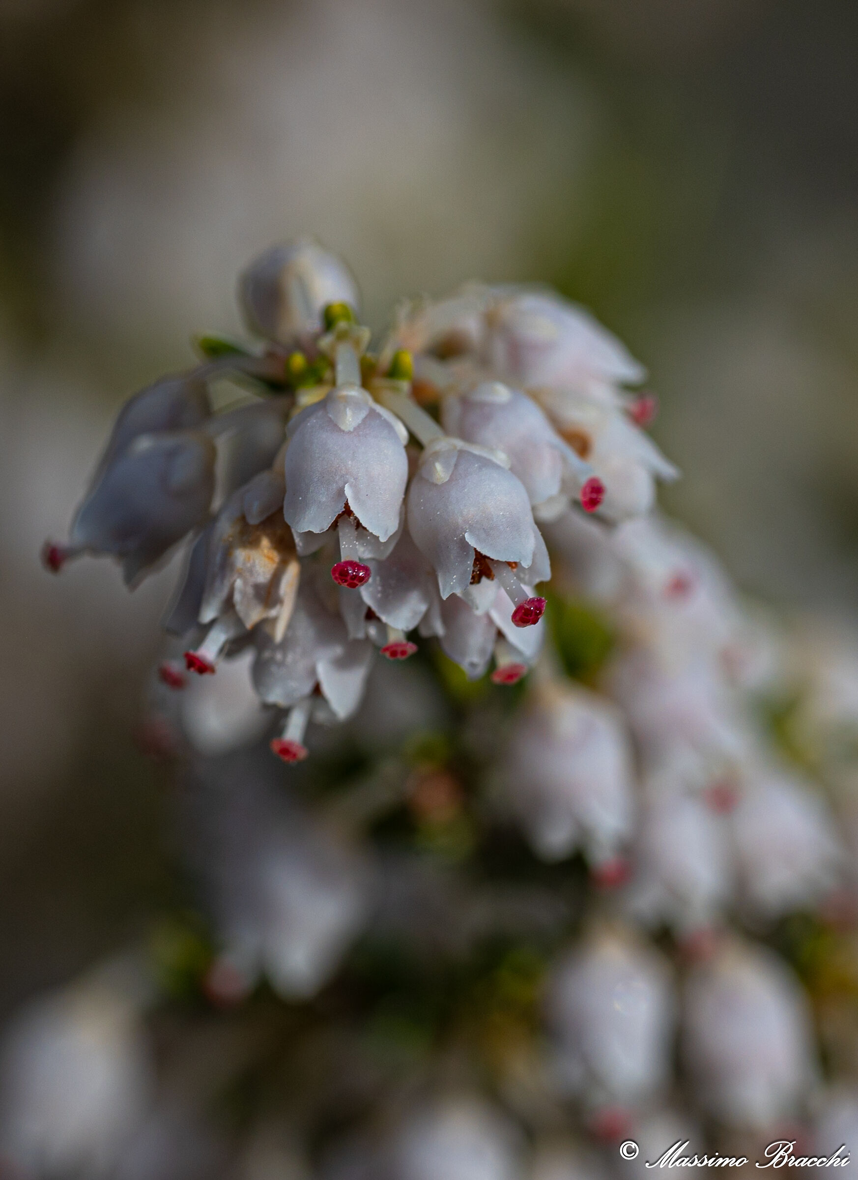 Flowers of tree heather.