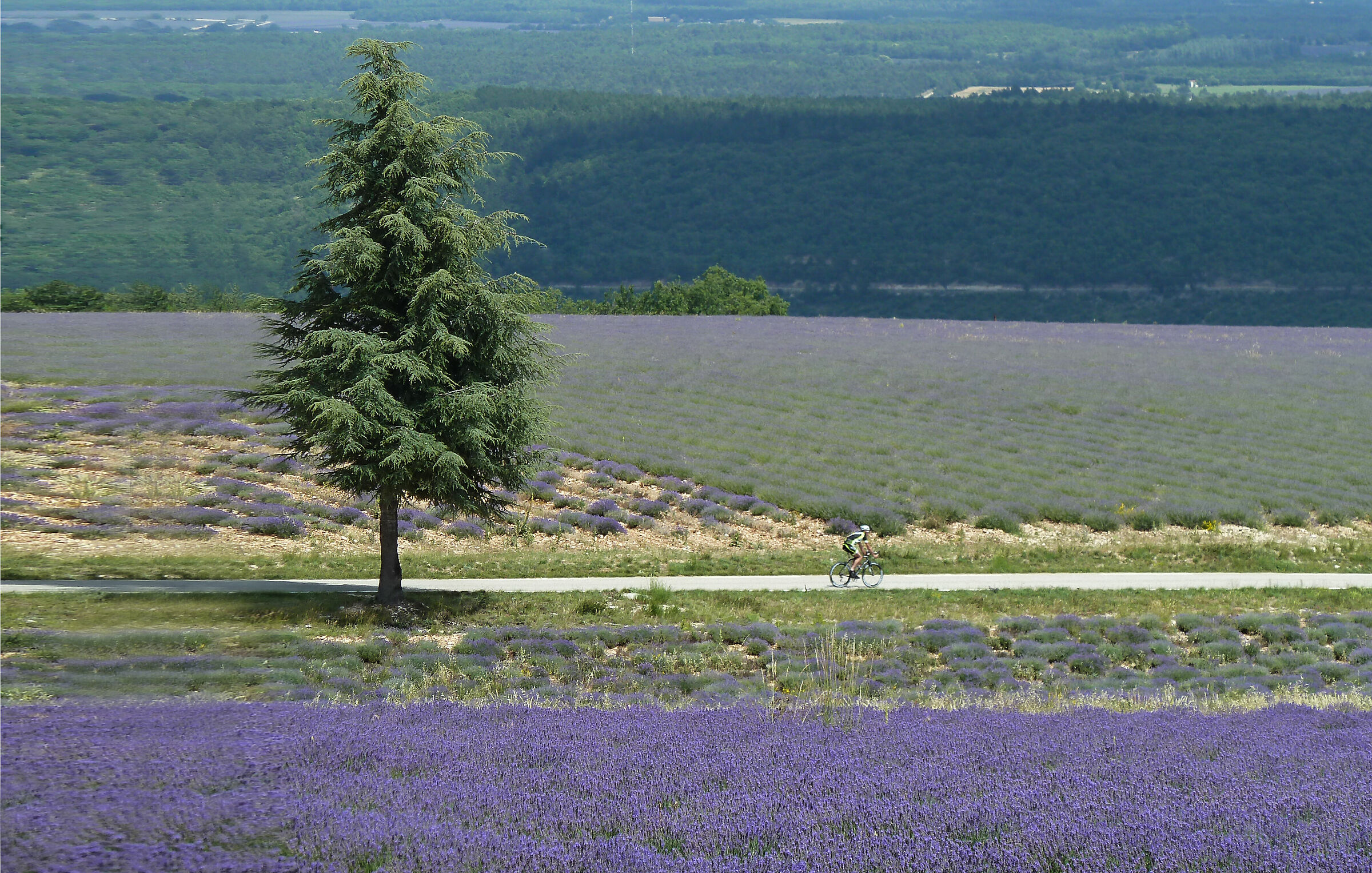tour della lavanda