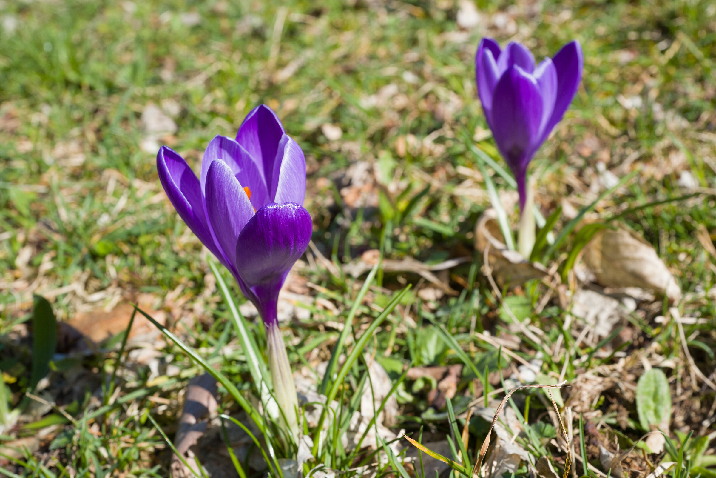 Crocus