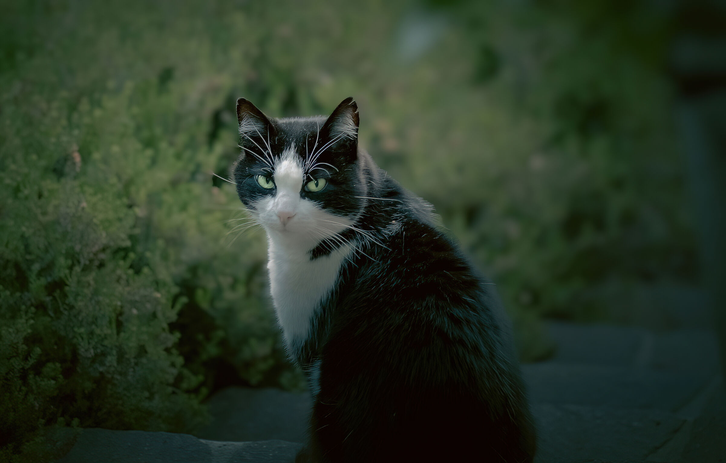 the little witch in black