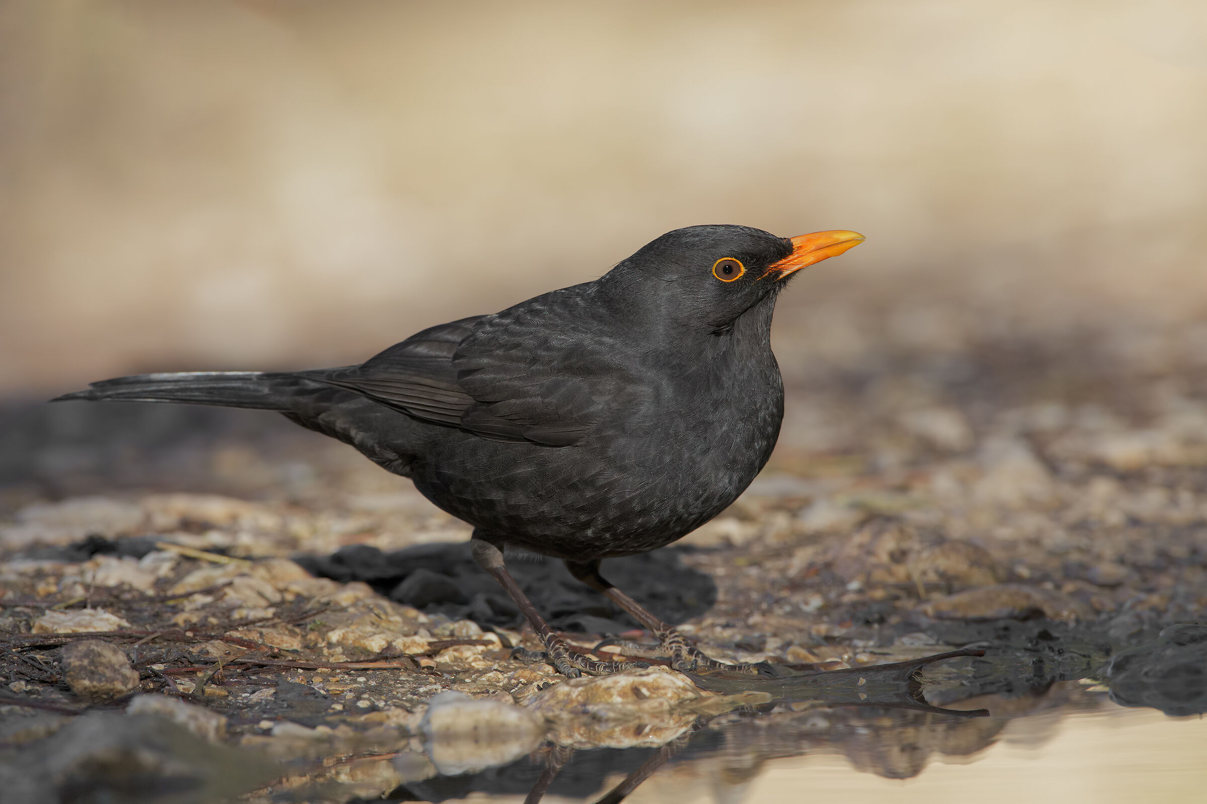 Blackbird