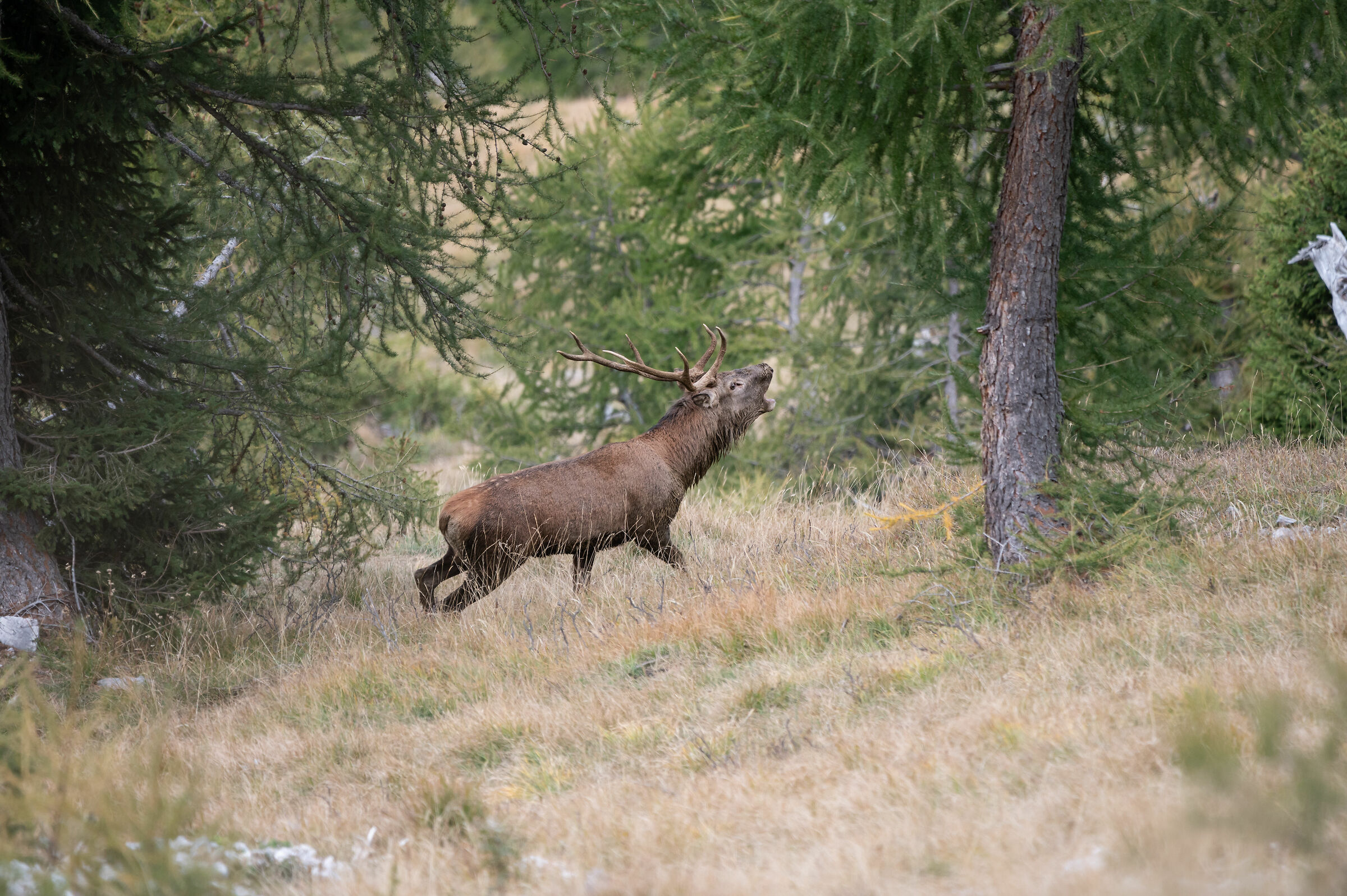 The sound of love. Urlando contro il cielo