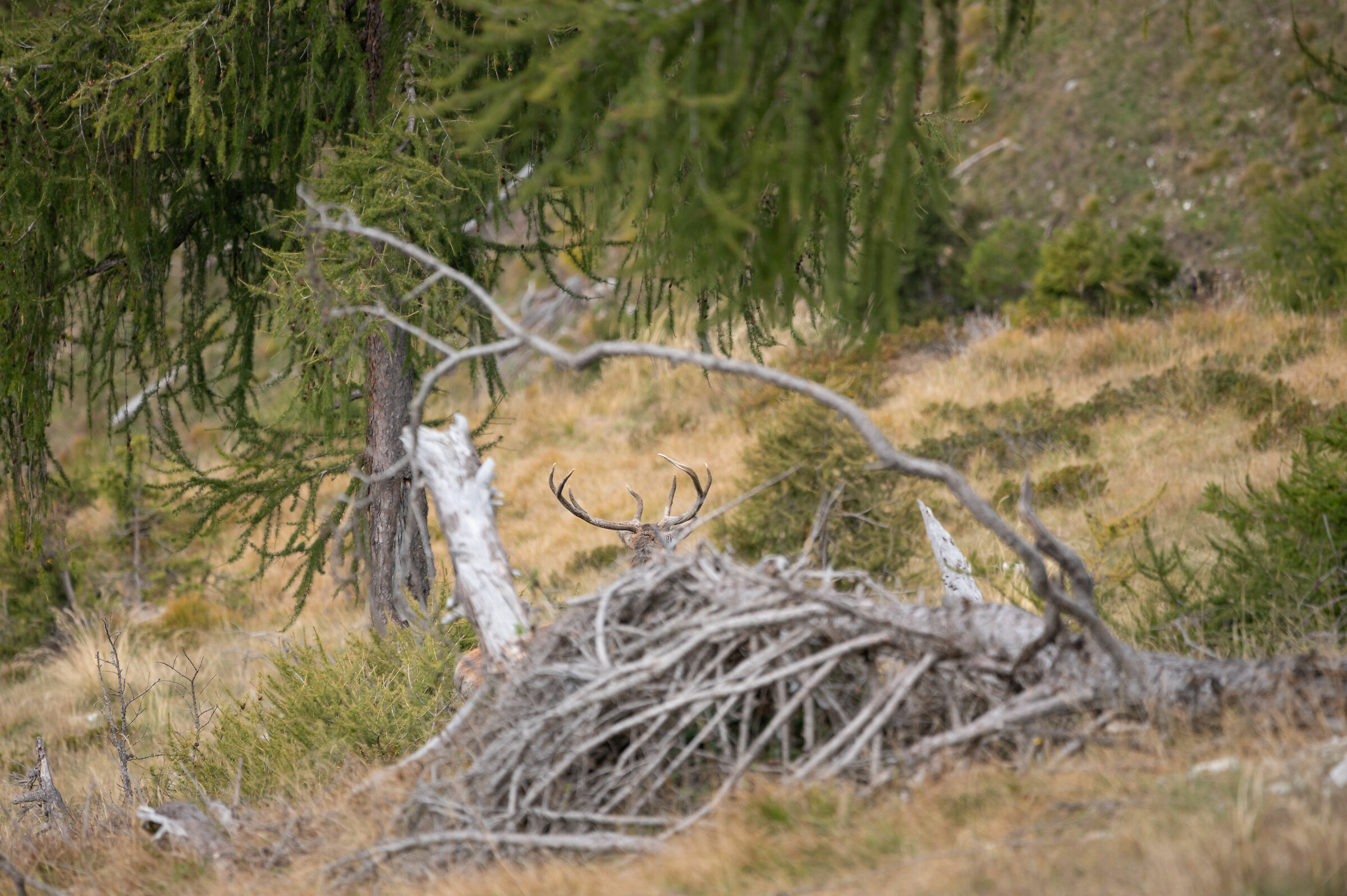The sound of love. Rami in movimento