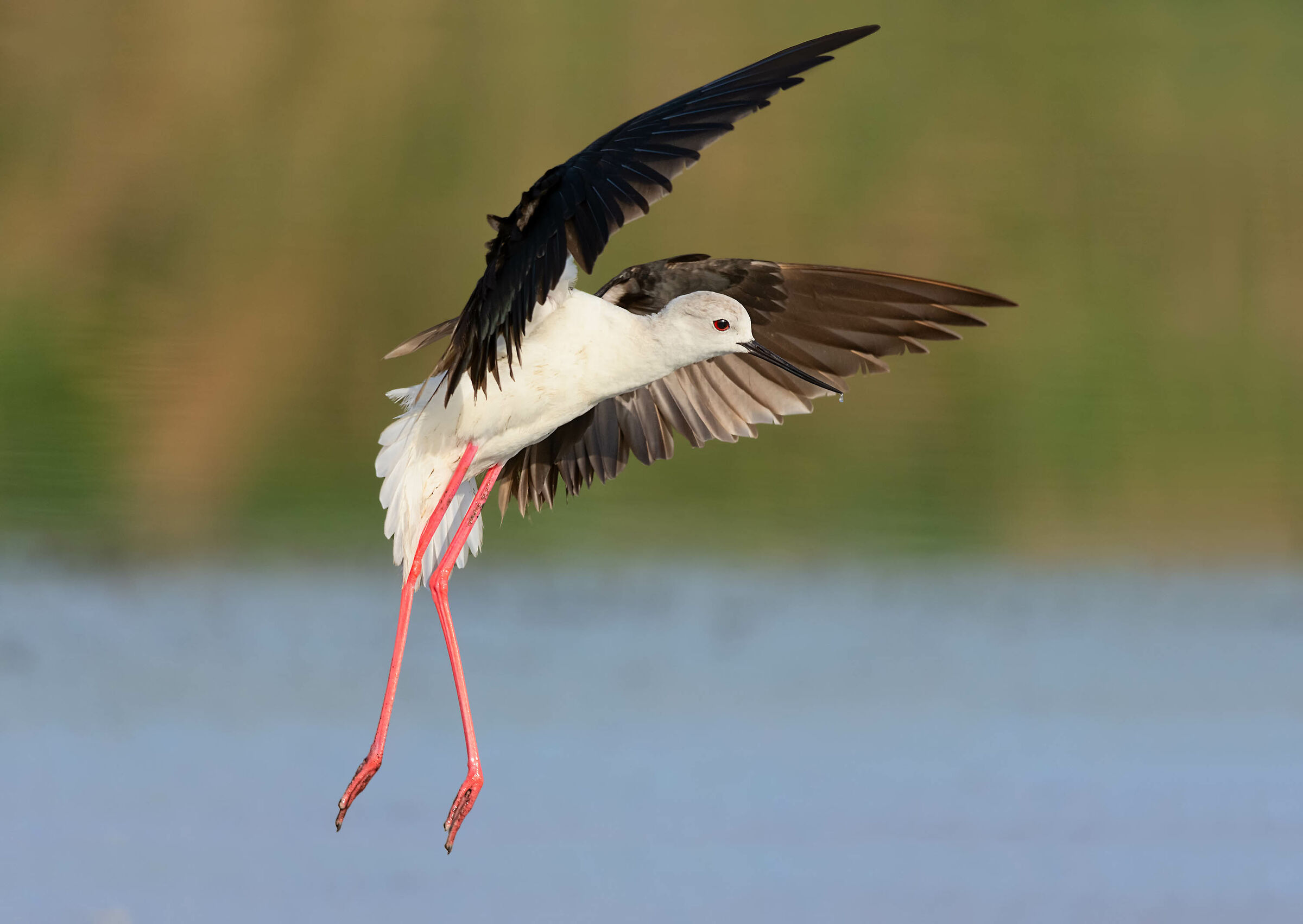 La danza del cavaliere