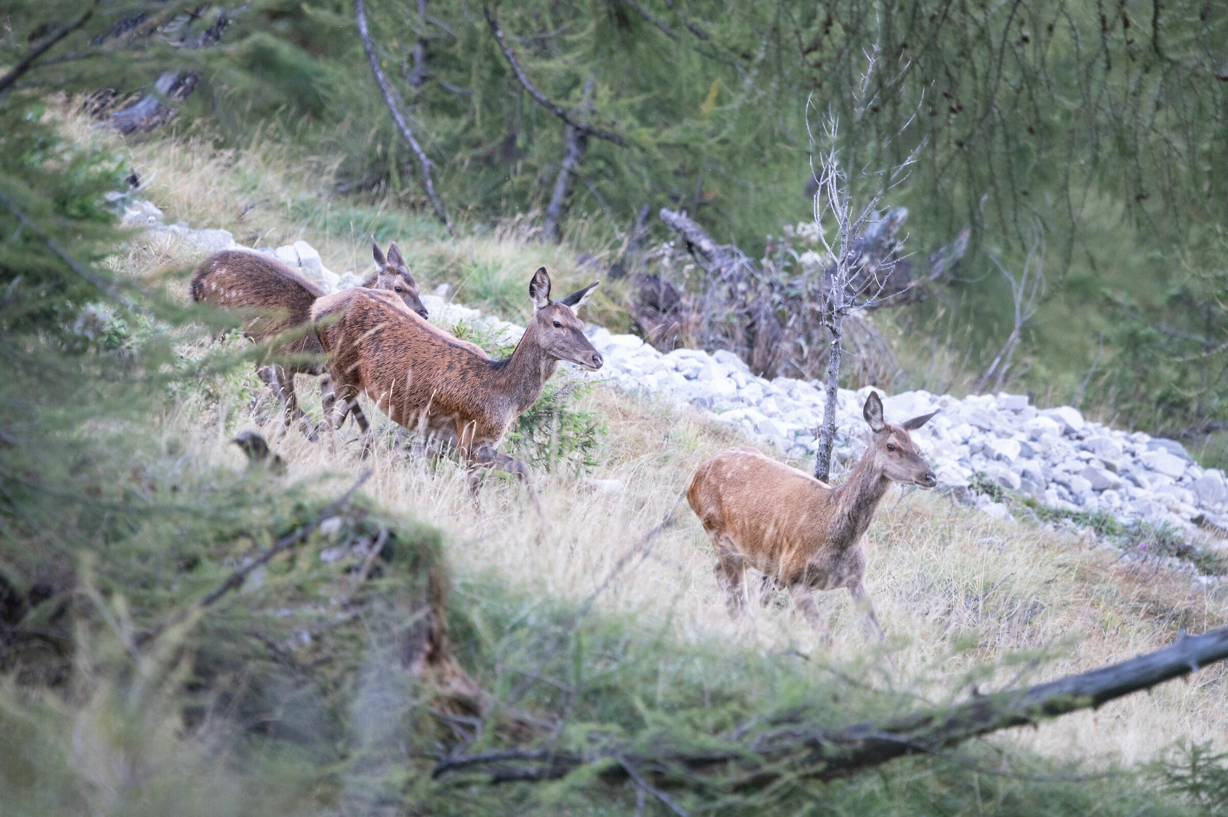 The sound of love. RUN