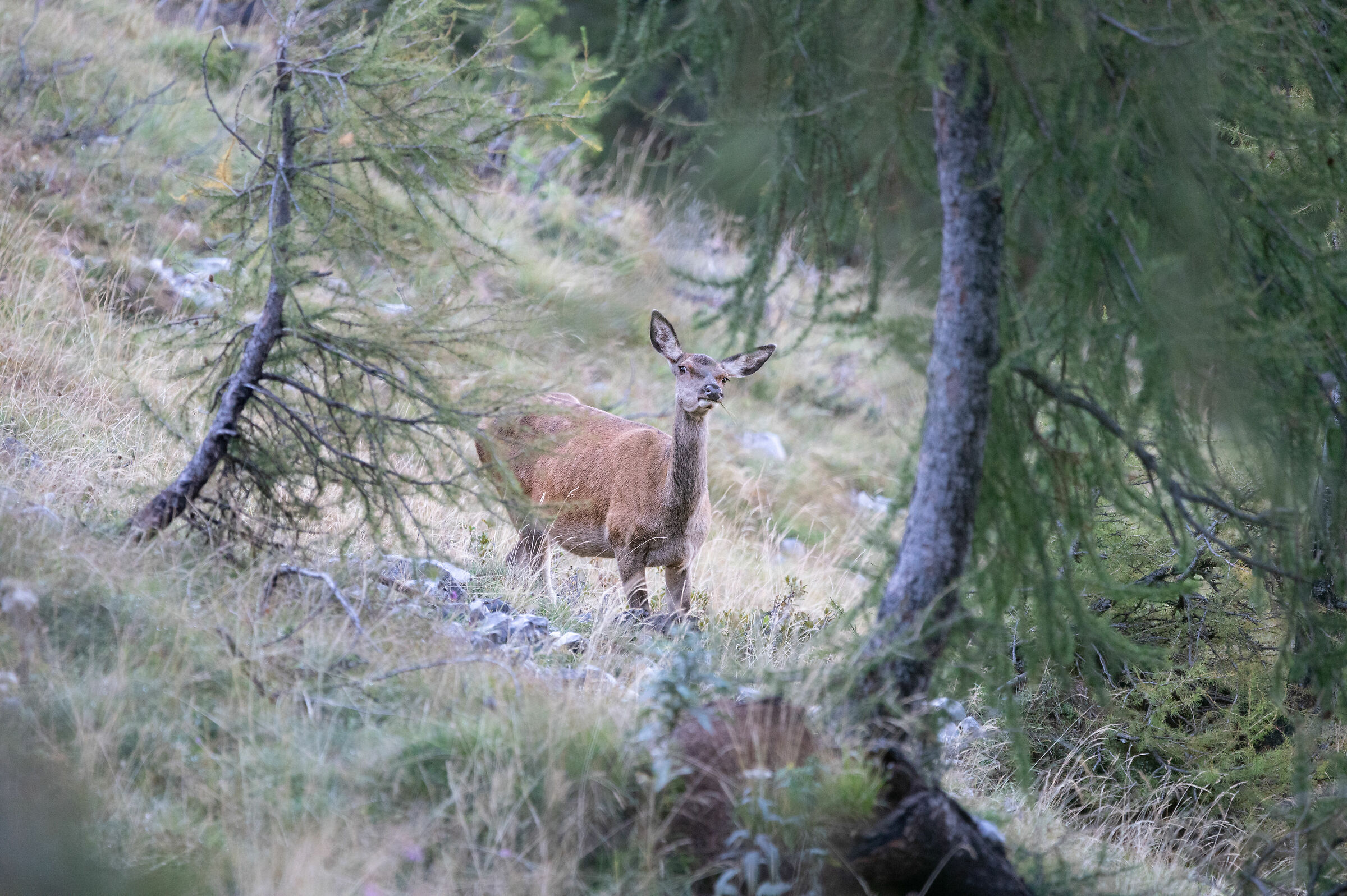 The sound of love. Camuffamento ben riuscito