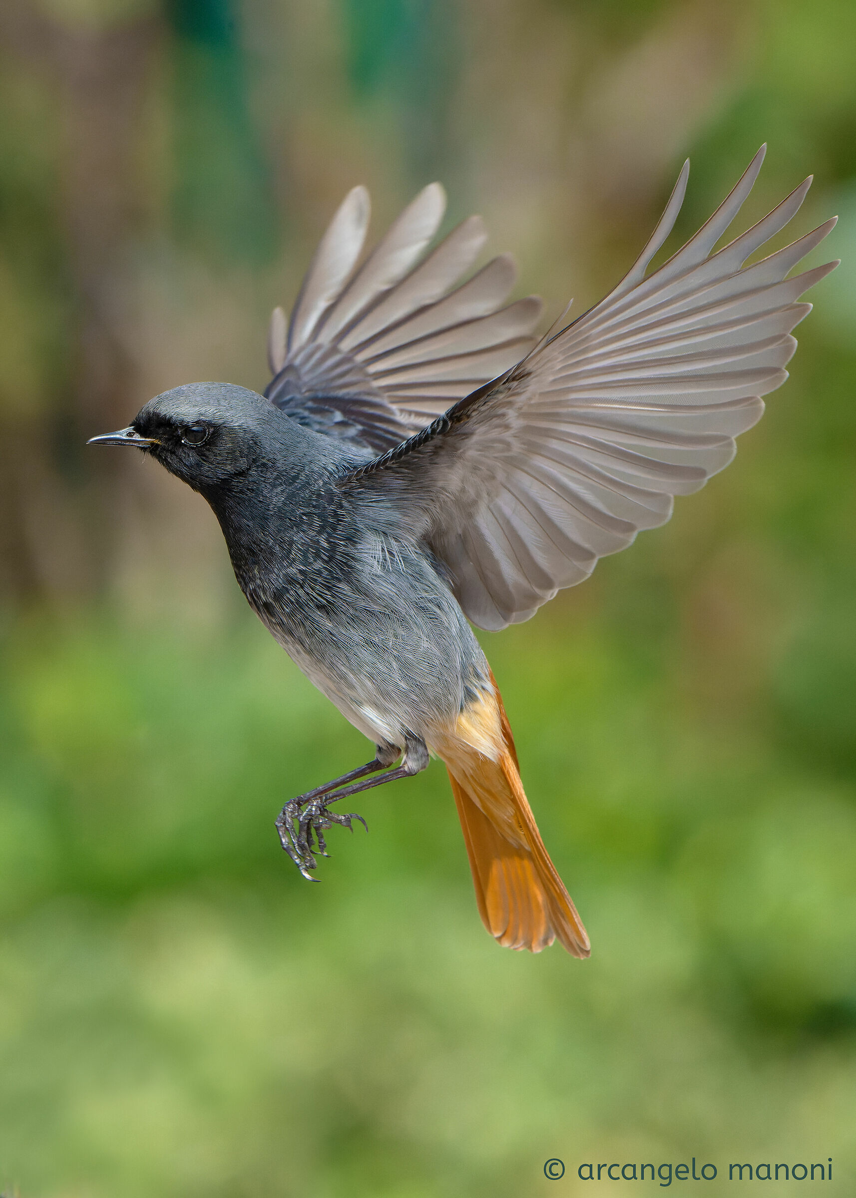Le ali (Phoenicurus ochruros)